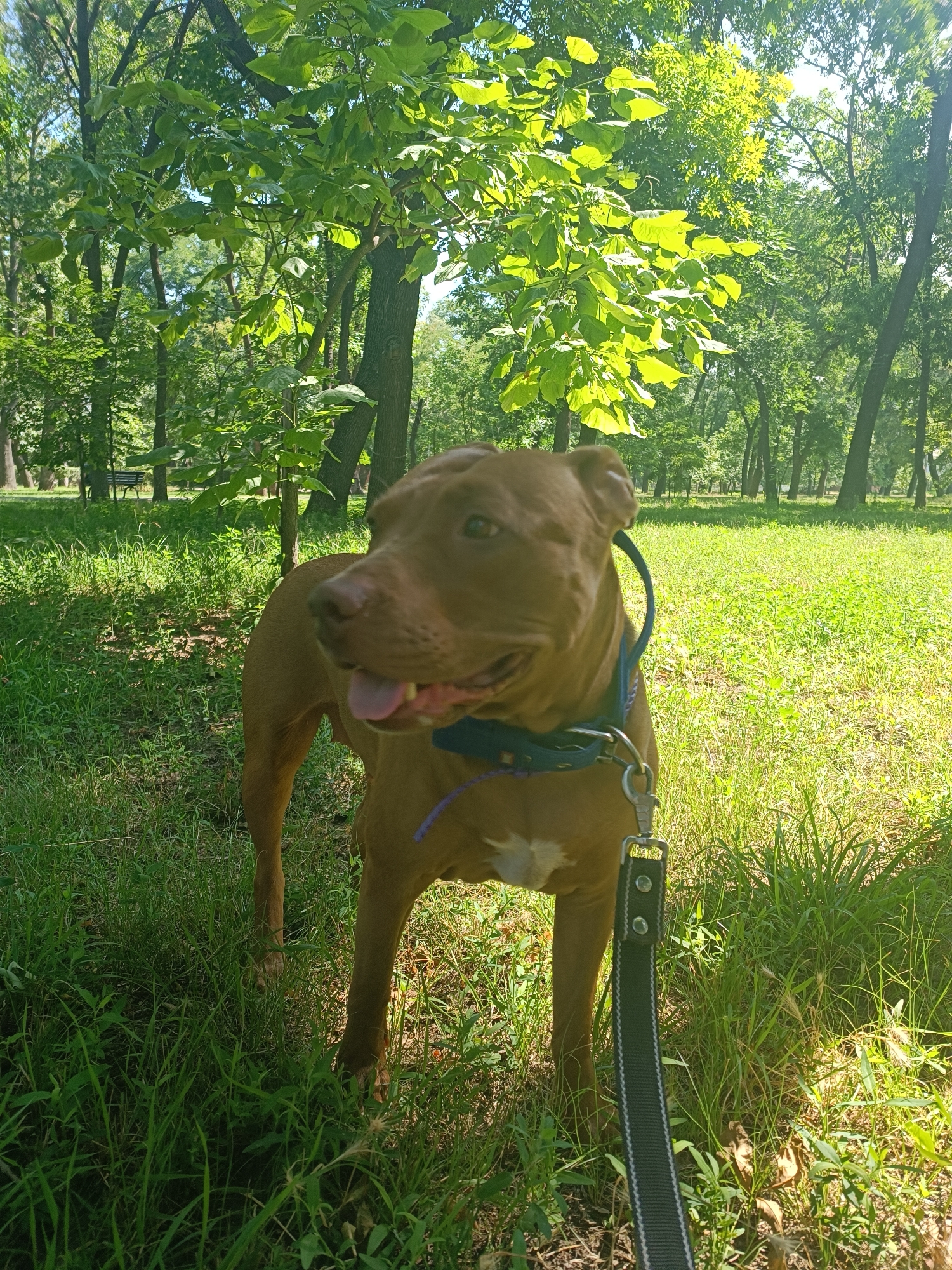 A medium shot photograph captures a brown pit bull-type dog with a blue collar and a leash standing in a sun-dappled park. The dog is facing left with its mouth open and tongue visible, appearing alert. Its fur is a solid reddish-brown, with a patch of white on its chest. The leash, black with white trim, is held from the viewer's perspective, suggesting someone is holding it just outside the frame.
The dog stands amidst lush green grass and a variety of foliage. In the background, tall trees with vibrant green leaves create a canopy, with sunlight filtering through, casting dappled shadows on the ground. The scene is set in a natural, park-like environment, characteristic of urban green spaces. The presence of trees, grass, and dappled sunlight indicates an outdoor setting during daytime. The overall ambiance is one of a pleasant, sunny day in a park. The location is identified as a park in the city of Zaporizhzhia, Ukraine.