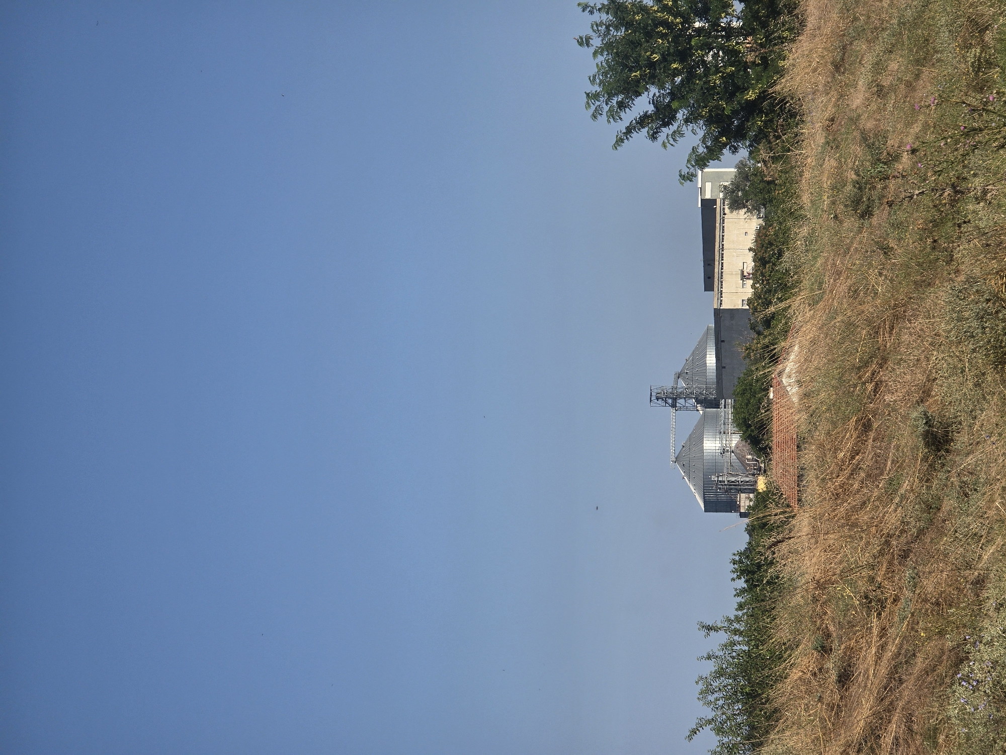 The image captures a pastoral scene with industrial elements in the distance, likely on the outskirts of Yambol, Bulgaria. In the foreground, dry, golden grasses and wild plants dominate, suggesting a warm, possibly summer, season. Amidst the dry vegetation, hints of green bushes and some scattered purple flowers add touches of color. In the mid-ground, a cluster of buildings is visible. The most prominent are two large, silver silo towers, their metallic surfaces reflecting the clear blue sky. Adjacent to them is a long, grey, industrial building with visible windows and horizontal detailing. A small building with a terracotta-tiled roof is also present. In the background, a lush green tree with a dense canopy stands to the right, its leaves creating a textured silhouette against the sky. The sky itself is a vast expanse of clear, bright blue, devoid of clouds. The overall impression is one of a rural landscape incorporating agricultural or industrial structures.