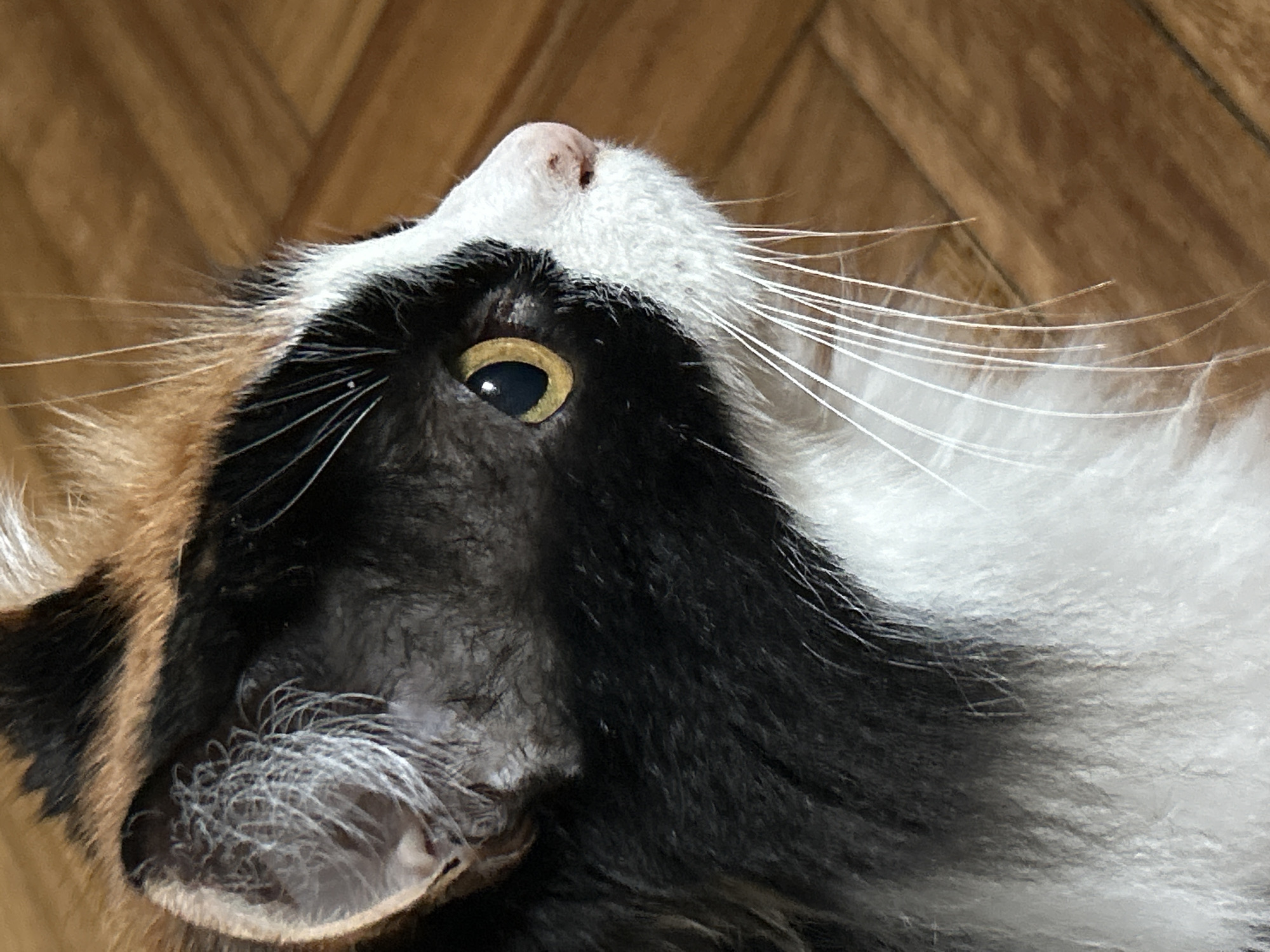 A close-up, profile shot captures a calico cat's head and upper body against a blurred wooden floor background. The cat's fur is a mix of black, white, and orange. Its golden eye is visible, along with its pink nose and long white whiskers. The cat appears to be looking to the right of the frame. No specific location in Buenos Aires, Argentina, can be determined from the image.