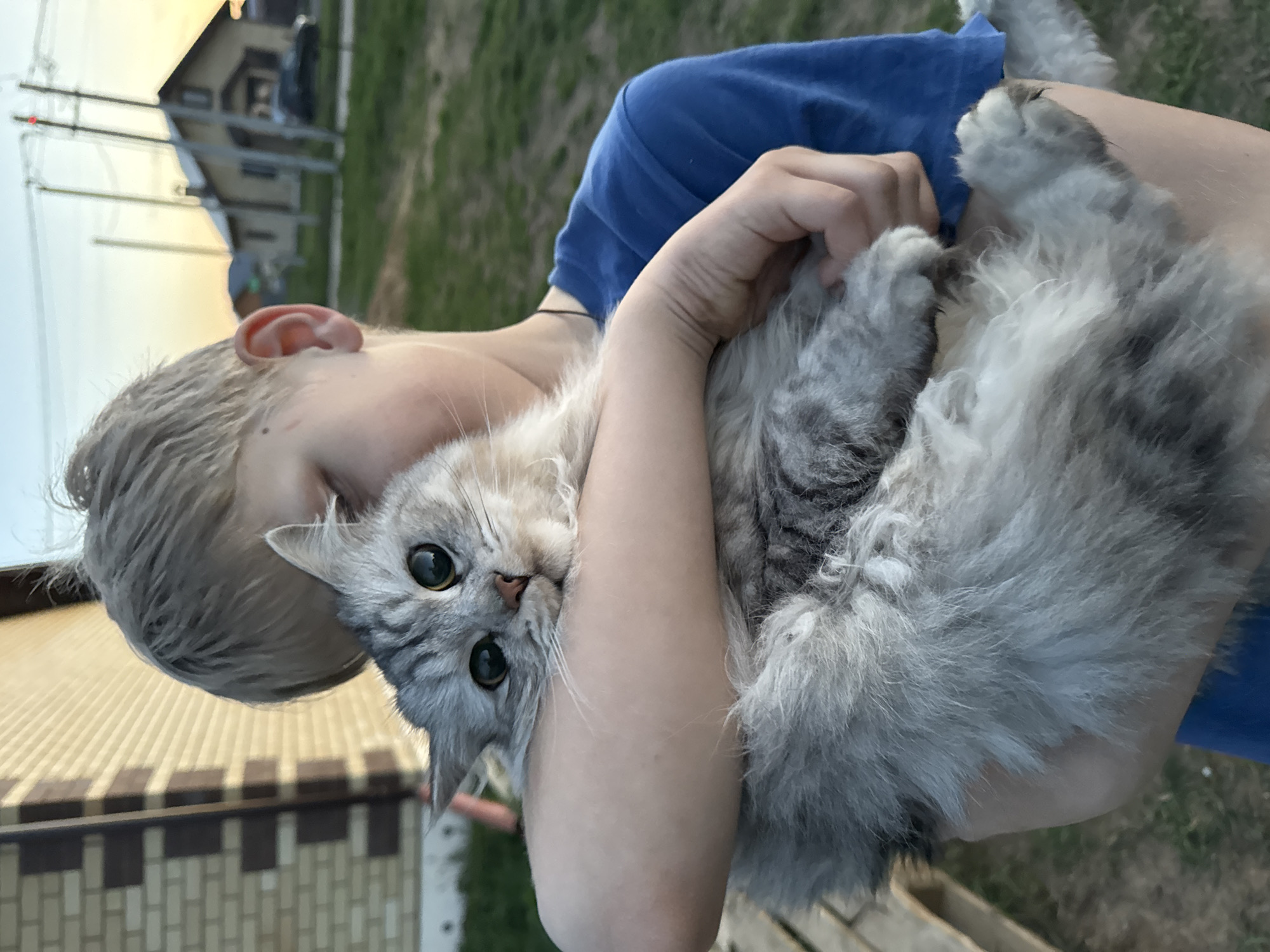 A young person with blonde hair is holding a long-haired gray cat in their arms. The person is wearing a blue shirt. The cat is looking at the camera with green eyes. The location is Ферма, Russia. In the background, there is a house, grass, and an electrical tower.