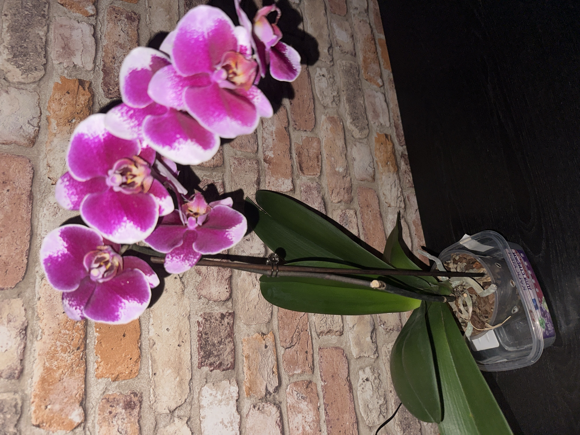 A close-up, high-angle shot shows a potted orchid with vibrant pink and white petals against a brick-patterned wallpaper. The orchid is planted in a clear plastic pot filled with bark, which sits inside a larger clear plastic container. The container has text printed on its side, which appears to be in Cyrillic. The orchid has several large blooms, and long, dark green leaves. A thin, dark stake supports the main stem of the orchid. The background consists of a brick-patterned wallpaper with visible grout lines and variations in brick color and texture. The foreground is a dark, reflective surface, likely a tabletop. The lighting is uneven, creating shadows on the right side of the image. There are no people or animals present. The image was likely taken indoors. There is no information in the image that can be used to determine its location in Vologda, Russia.