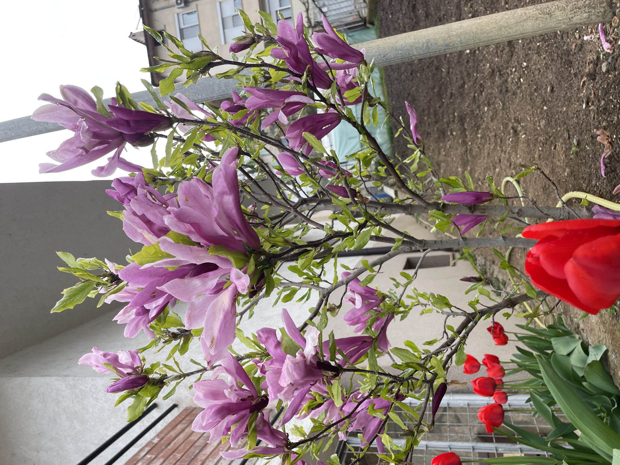 The image captures a vibrant springtime scene in Zlatograd, Bulgaria, dominated by blooming flowers. The main subject is a cluster of purplish-pink flowers, resembling magnolias, on a tree or shrub. Many of these flowers are fully open, showcasing their delicate petals in shades from light lavender to a richer magenta, while others are still in bud form. Fresh green leaves are visible on the branches of this flowering plant.
In the lower right portion of the frame, several bright red tulips are visible. Some tulips are fully open, revealing their vivid color, while others are still closed. Their characteristic green leaves provide a contrasting backdrop.
The setting appears to be an outdoor garden or a cultivated area. In the background, there is a stretch of dark, tilled soil or bare ground, indicating a garden bed. A sturdy, light gray metal bar runs horizontally across the upper middle of the image, potentially part of a fence or structural support. In the upper left background, a light-colored building with visible windows suggests an urban or residential environment. A glimpse of a textured surface, possibly wood or brick, along with black railings, can be seen in the bottom left corner, hinting at a balcony or patio.
The scene is brightly illuminated, consistent with daytime, and the soft lighting suggests either an overcast sky or diffused sunlight, as there are no harsh shadows. No human activity or visible text is present in the image. The overall impression is one of natural beauty and the freshness of spring.