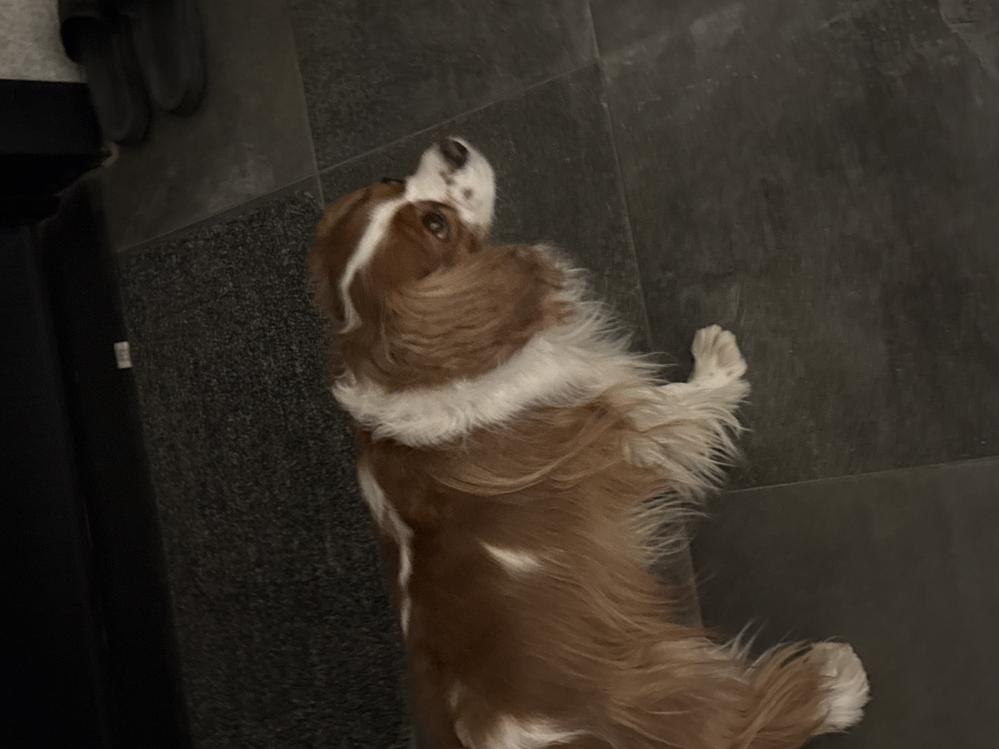 A Cavalier King Charles Spaniel dog is lying on a dark gray floor with a black rug visible on the left side of the frame. The dog has brown and white fur and is looking upwards. Several pairs of slippers are visible at the top left corner of the frame. There is no evidence to suggest that the location is Sofia, Bulgaria.