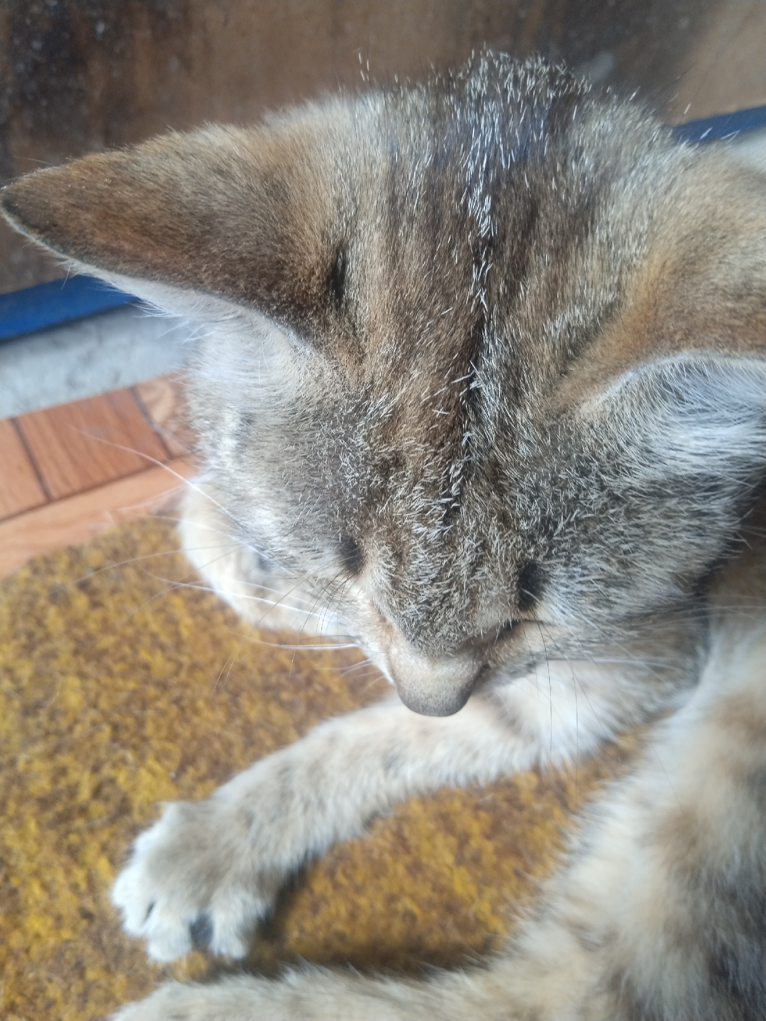 The image shows a close-up, vertical shot of a domestic cat with tabby markings, resting on a textured, yellowish-brown surface that appears to be a mat or rug. The cat's head is lowered, with its eyes closed or looking down. Its fur displays a mix of brown, gray, and black stripes. One of its front paws is visible, resting on the mat. The background is blurred, with hints of wooden flooring and a blue element, possibly part of a piece of furniture or a wall. The lighting suggests an indoor setting, possibly in a home. No specific location in Lytvynivka, Ukraine, can be identified from the visual information provided.