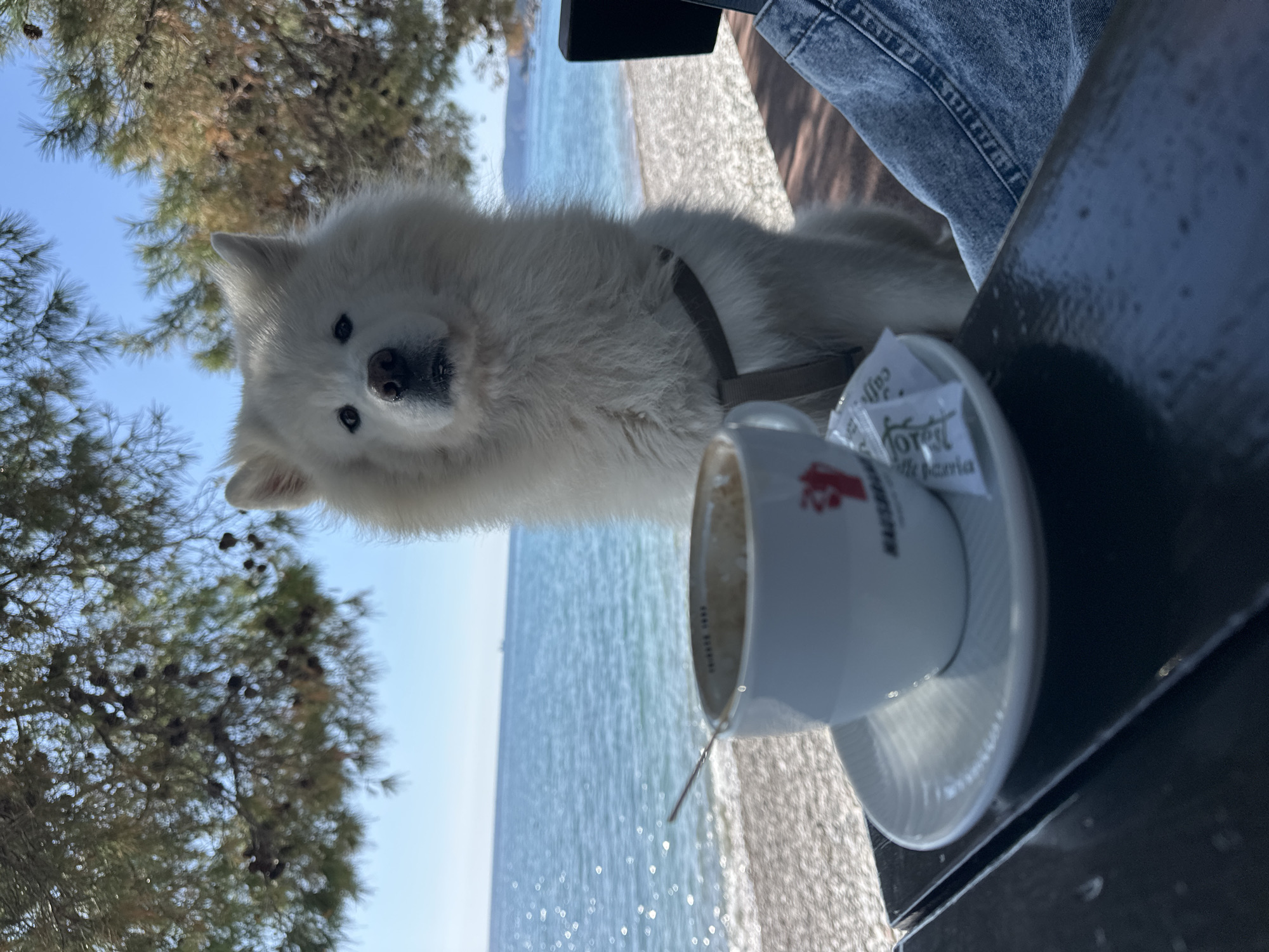 An eye-level shot shows a Samoyed dog next to a cup of coffee on a table, with the sea in the background. The dog is white with a brown harness and appears to be looking at the camera. The coffee cup is white with a red logo and a spoon inside, placed on a white saucer. A packet of sugar is next to the cup. The background features a beach and the sea, with trees visible on the left side of the frame. The city of Šušanj, Montenegro, is not discernible from the image.