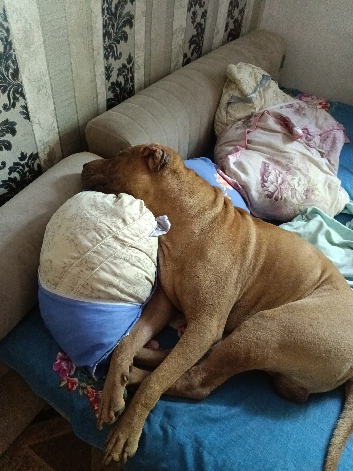 A brown dog sleeps on a bed with a blue patterned comforter. The dog is resting its head on a pillow. The background shows a couch and wallpaper. The location of the image is Shymkent, Kazakhstan.