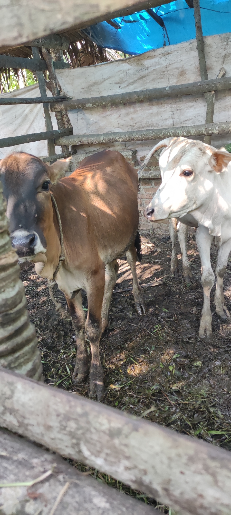 Two cows are standing in a muddy enclosure. The cow on the left is brown with a black face, and the cow on the right is white. The enclosure appears to be made of wood and is covered with a blue tarp and palm leaves. The ground is covered in mud and straw. The image seems to have been taken outdoors, possibly in a rural or agricultural setting. The image is not sufficient to determine the location within Payakambuk, Indonesia.