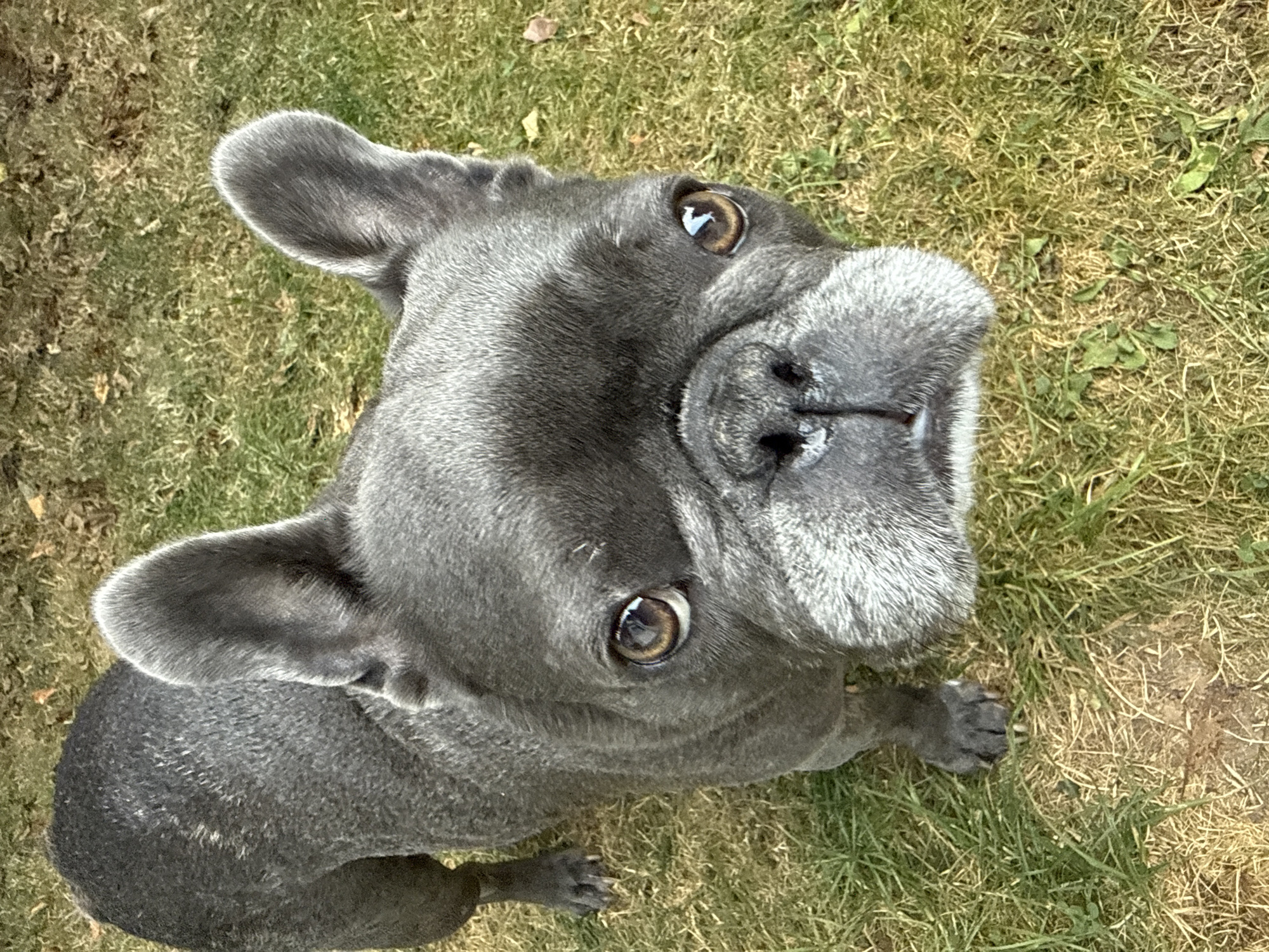 A grey French bulldog stands on green grass in a yard. The dog is looking up and to the right. The dog's ears are erect and its eyes are brown. The dog's nose is black and its snout is wrinkled. The dog's body is muscular. The grass is green and there are some fallen leaves on the ground. The location is a yard in Bad Sachsa, Germany.