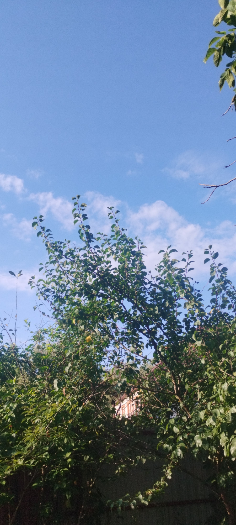 The image depicts an outdoor scene with a clear blue sky dotted with white clouds. Lush green foliage from trees dominates the lower and central portions of the frame, with some branches extending into the sky. In the background, a building with a striped pattern, possibly a house, is partially visible through the leaves. A dark, horizontal fence line runs along the bottom edge of the image. The overall setting appears to be a garden or yard. The location is identified as Yaroslavskaya, Russia. No people or specific actions are visible in the image.