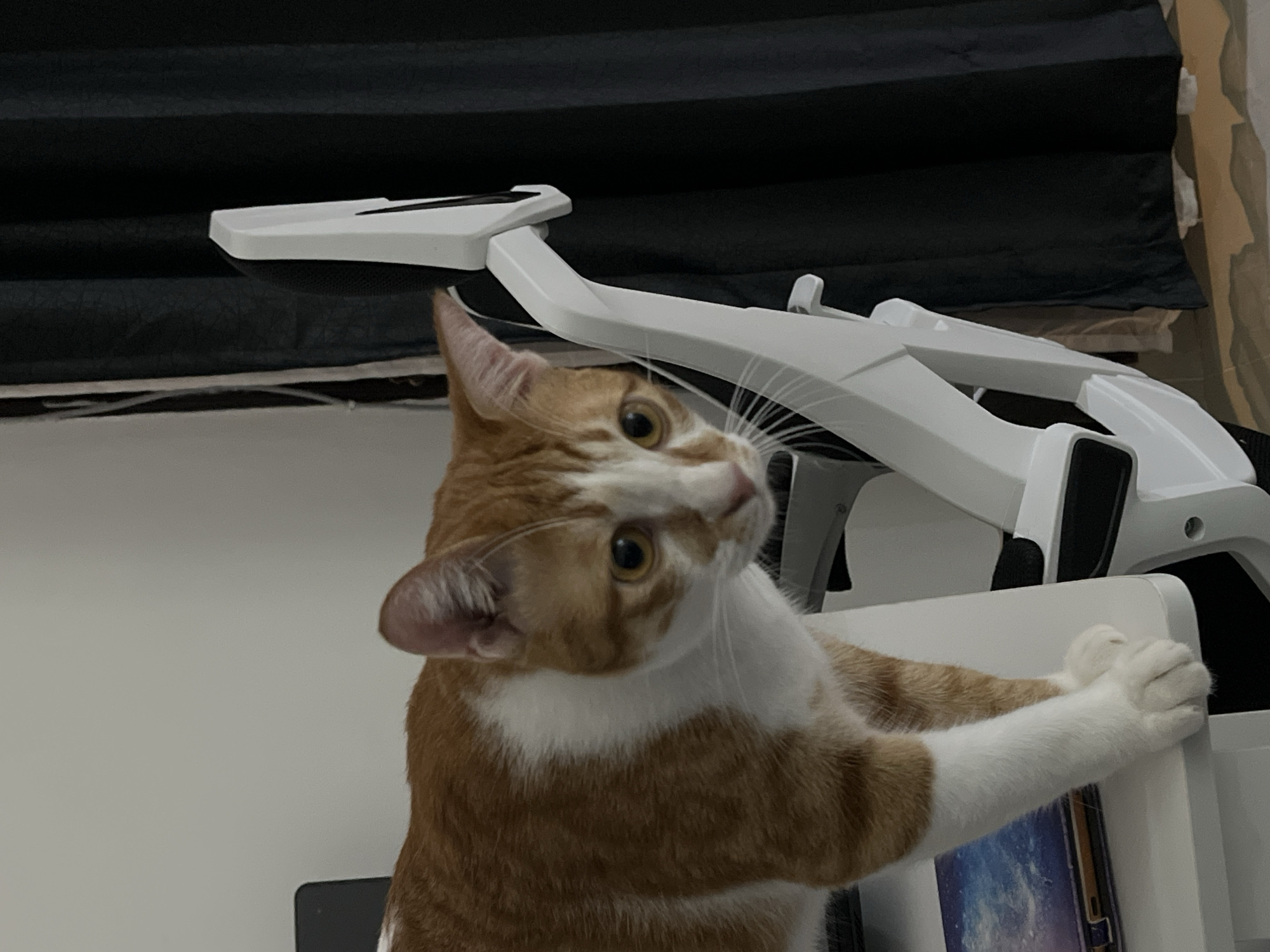A medium shot depicts an orange tabby cat with white patches on its neck and paws, positioned in front of a white object. The cat is tilting its head, with eyes looking upwards. Its white paws are resting on the edge of the white object. Behind the cat and the object is a black curtain. The location is Unknown, Indonesia.