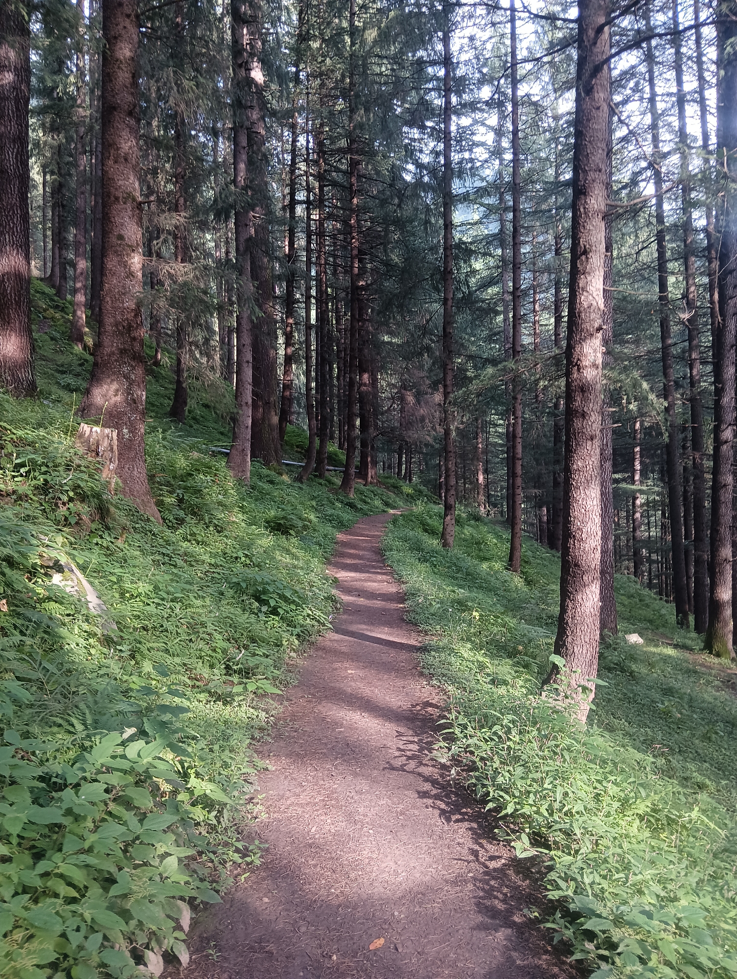 The image depicts a narrow, unpaved pathway winding through a dense forest of tall, coniferous trees. The path is covered in dirt and gravel, with dappled sunlight filtering through the canopy, creating patterns of light and shadow. Lush green undergrowth, consisting of various plants and ferns, lines both sides of the path, with some vegetation growing on the incline of the forest floor to the left. The trees are closely spaced, with rough, textured bark and dark green needles. In the background, the forest continues, with the trees extending up a slope. The overall impression is one of a secluded, natural environment. This scene is located in the city of Chhyal, India.