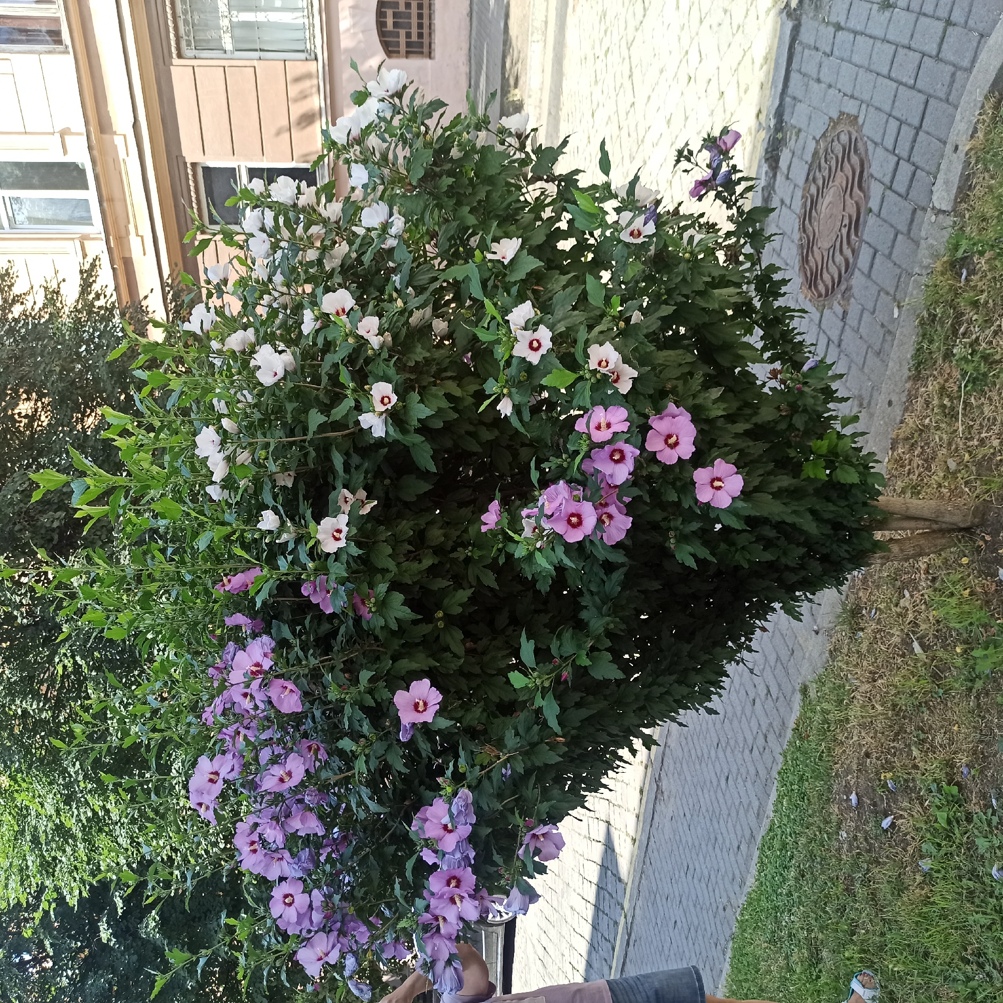 The image depicts a flowering shrub with both pink and white blossoms, situated on a paved sidewalk in an urban environment. The shrub is full and lush, with numerous green leaves and a visible trunk at its base. In the background, a building with multiple windows and light-colored facade is visible. A person, partially visible on the left side of the frame, is wearing a light-colored shirt and denim shorts. The ground is a mix of grass and paving stones, and a manhole cover is present on the sidewalk. The scene suggests a sunny day. The presence of the manhole cover and building style suggest this location is likely in the historical center of Chernivtsi, Ukraine, specifically near Universytetska Street or Kotsiubynskoho Street where similar paving and architectural styles are common for public spaces and older buildings.