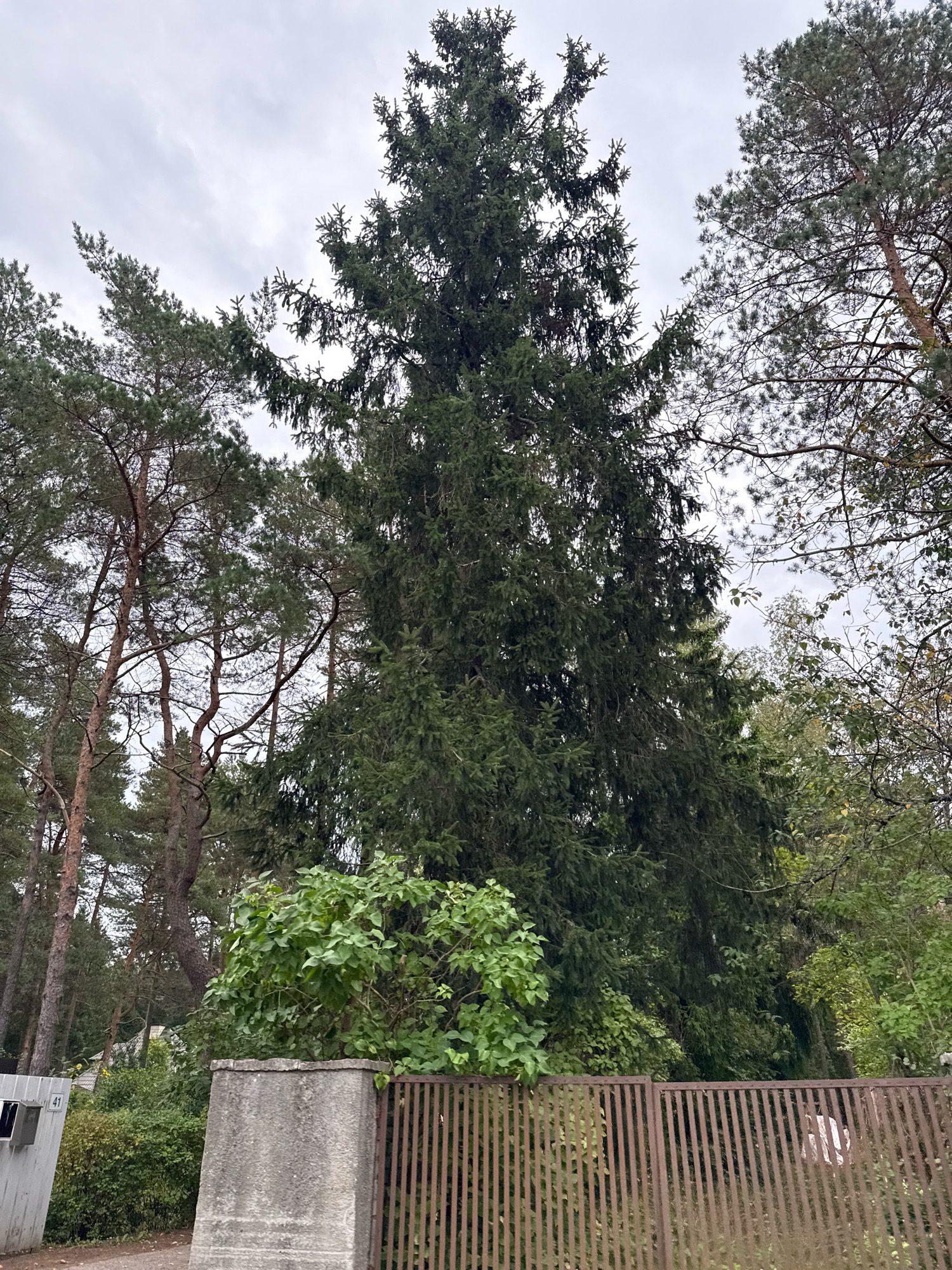 The image depicts a street view in a wooded area, likely a residential neighborhood, with tall coniferous trees dominating the scene. The overall atmosphere is overcast, suggesting cloudy weather. In the foreground, a rusted metal fence runs horizontally across the frame, with a concrete pillar on the left. Behind the fence, a dense cluster of green foliage is visible, possibly a bush or a smaller tree. Further back, more trees, including pine trees with their distinctive bark and needles, are seen. A hint of a building with a light-colored roof peeks through the trees in the background. A mailbox with the number "41" is attached to a light-colored fence post on the far left. The scene appears to be located in Tallinn, Estonia, as indicated by the presence of specific architectural and natural elements common to the region. There are no people or animals visible in the image.
