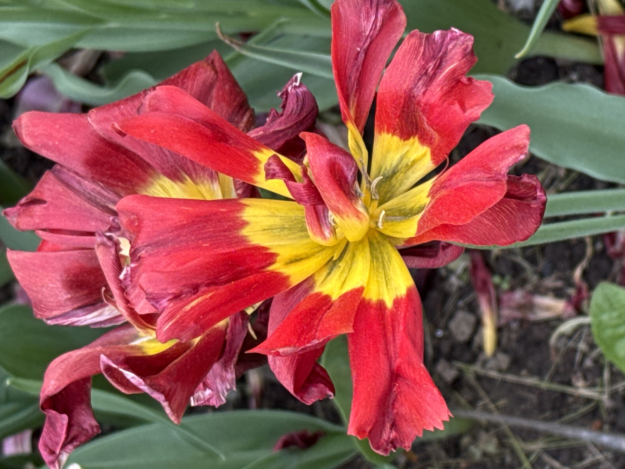A close-up image captures two red and yellow tulips in a state of wilting and decay, set in what appears to be a garden or flowerbed in Saint Petersburg, Russia. The dominant features are the flowers themselves, displaying petals in shades of deep red, transitioning to a bright, almost luminous yellow at their centers. The yellow portions are intricately veined with green.
The petals of both tulips appear crinkled, ruffled, and somewhat faded, indicative of them being past their prime bloom. Some edges of the red petals show darker, dried-out tones. One tulip, positioned centrally, is more open, prominently displaying its vibrant yellow core and visible stamens. The other, to its left, is more closed and shriveled, showing advanced signs of wilting.
In the blurred background, lush green leaves, likely belonging to the tulips or surrounding plants, provide a soft contrast to the flowers. Dark earth and scattered, dried-up petals are visible towards the bottom of the frame, further emphasizing the natural cycle of growth and decay. The lighting suggests it is daytime. No specific weather conditions are discernible, nor are there any people or visible text in the image. The scene conveys the transient beauty of nature and the ongoing process of life and decay in a garden setting.