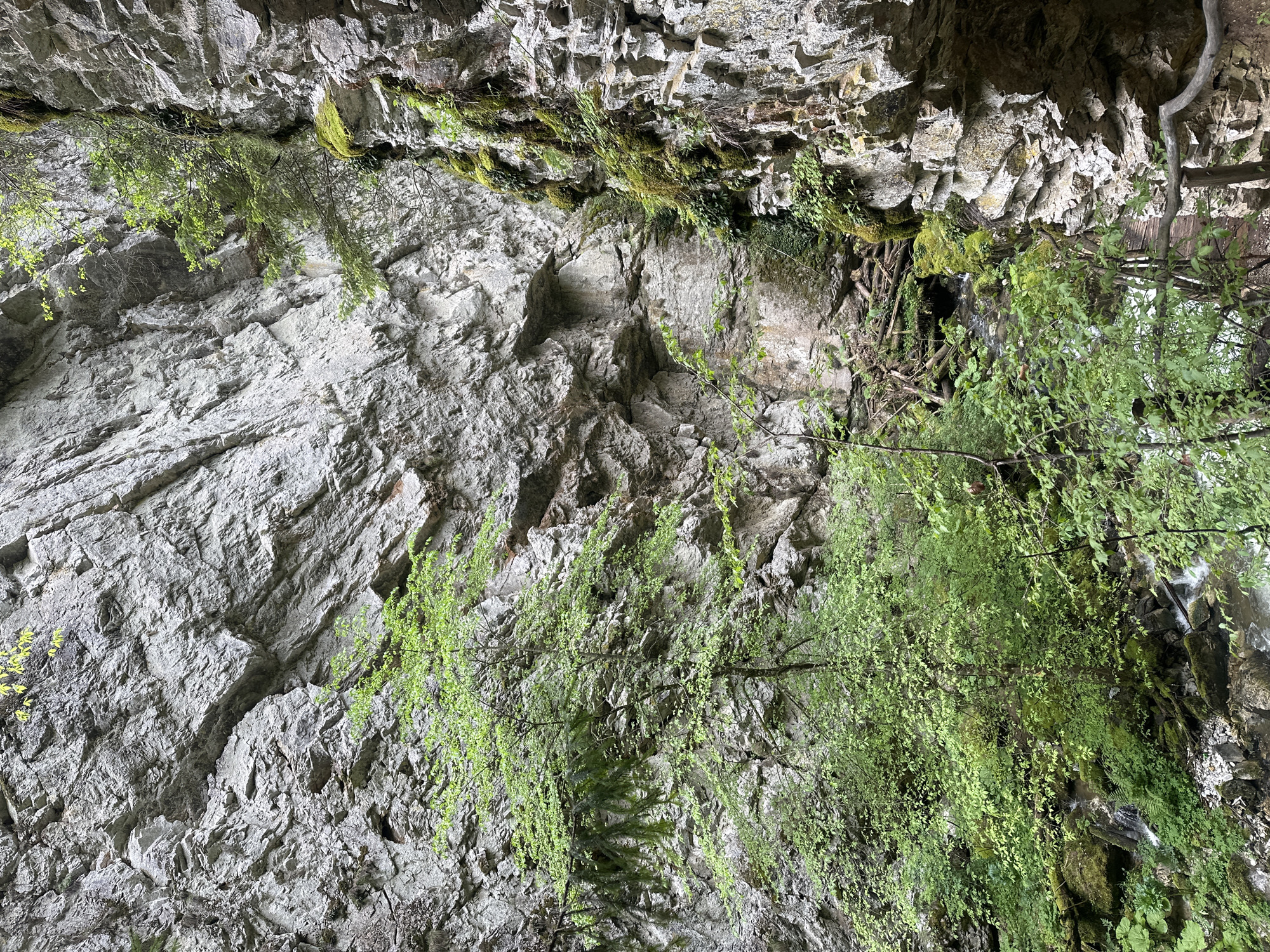The image depicts a rugged, rocky cliff face with vegetation clinging to its surface. The location is likely within the city of Borino, Bulgaria, given the prompt's mention. The cliff is primarily composed of gray, fractured rock, with sections featuring moss and small plants growing in crevices and along ledges. Green foliage, possibly from trees or bushes, drapes over the edge of the cliff in certain areas. A possible waterfall can be seen on the right side of the cliff. No people, animals, or man-made objects are clearly visible, besides the cliff face and vegetation. The environment appears to be a natural, outdoor setting, possibly a gorge or canyon.
