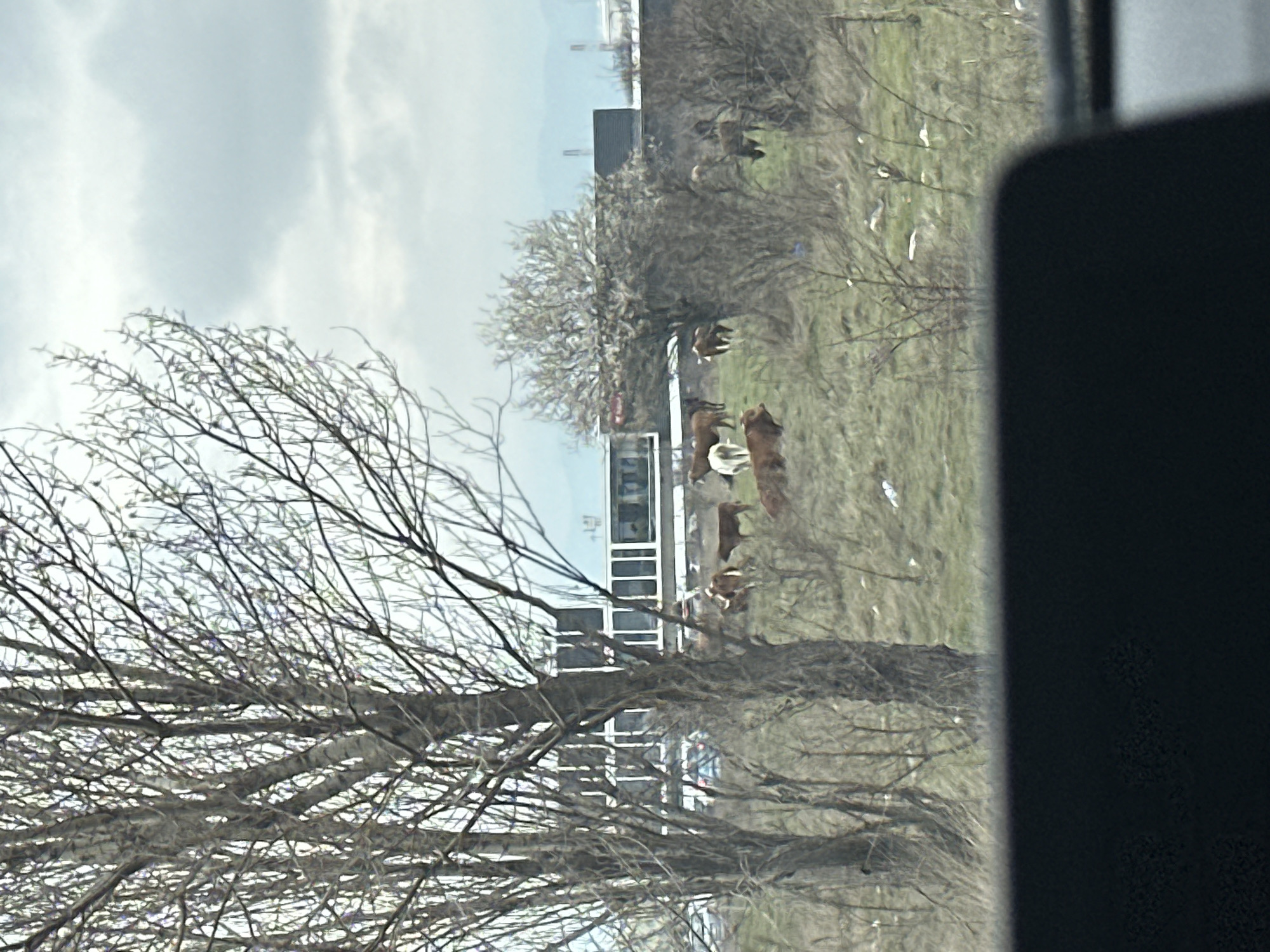The scene shows a field with several cows grazing, viewed from a window. In the background are buildings with windows and an industrial area. The foreground contains bare trees. The location is near an urban area likely in Sofia, Bulgaria.