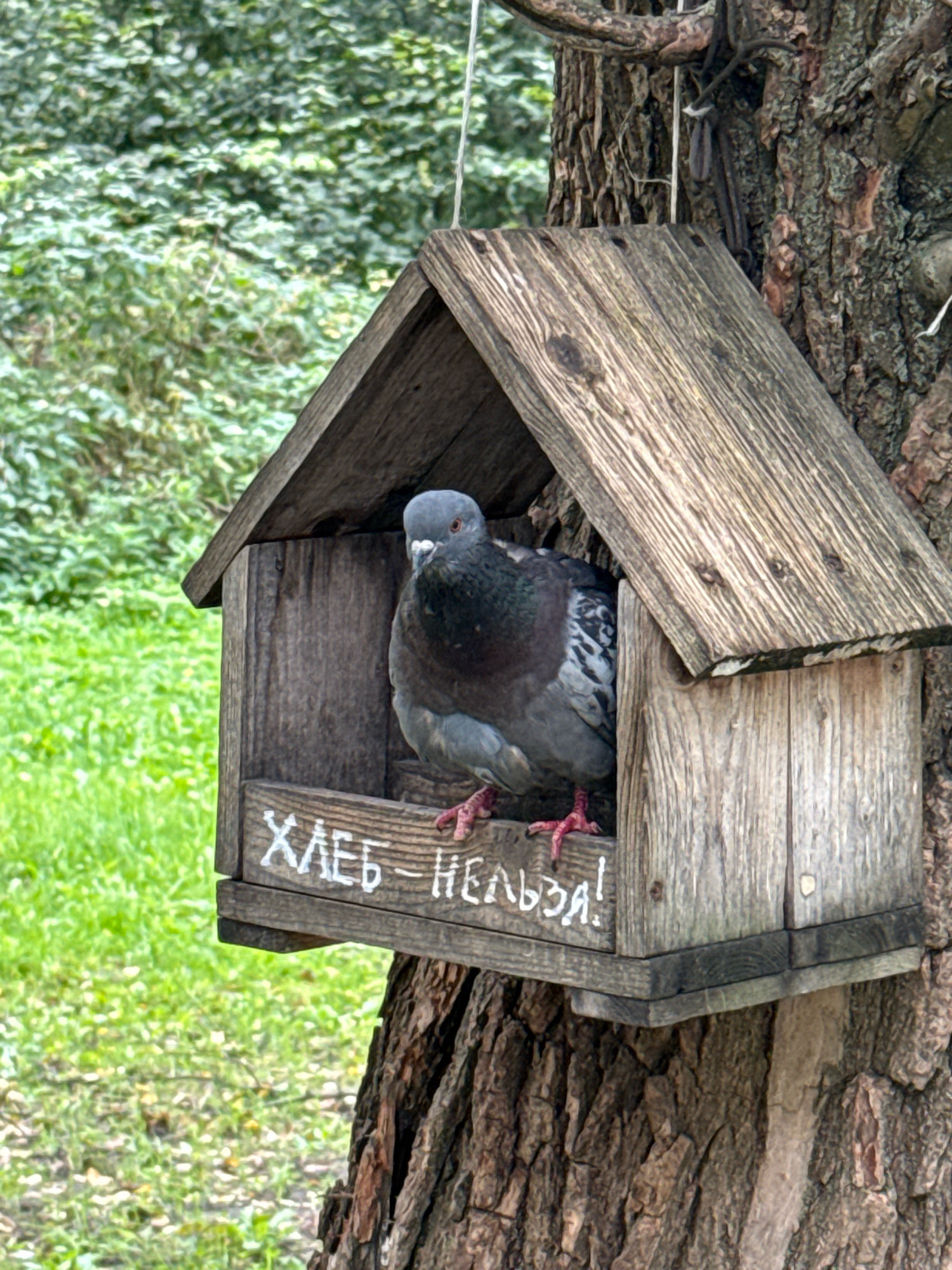 A pigeon is sitting in a wooden birdhouse attached to a tree. The birdhouse has a sign written in white paint that says "ХЛЕБ - НЕЛЬЗЯ!". The background consists of green foliage. The image was taken in Rusanovo, Russia.