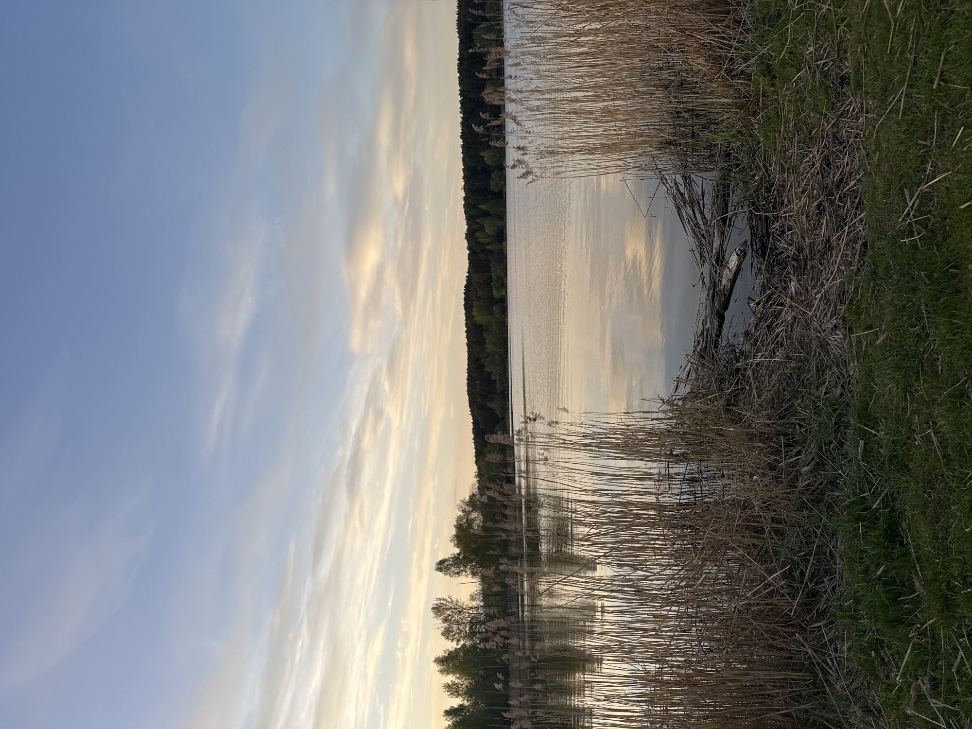 The image depicts a tranquil landscape in Ждановіцкі сельскі Савет, Belarus. A body of water stretches through the scene, reflecting the sky above. The sky exhibits shades of blue intermingled with pale yellow and white clouds. Dense reeds line the shore, transitioning to green grass. On the opposite side, a dark green forest edge meets the water.