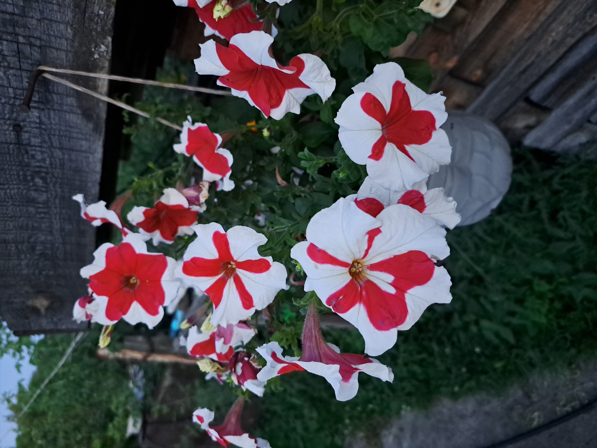 A close-up, eye-level, outdoor shot shows a cluster of red and white petunias in a gray planter. The flowers are in full bloom with some petals showing water droplets. The planter is hanging from a weathered wooden beam, attached by two light-colored ropes. In the background, out of focus, are green foliage and a dark wooden fence. The ground is covered with grass and a gray concrete path. The image appears to have been taken in Chernetsk, Russia, given the presence of the specific flora and rustic fencing common in Russian dacha gardens.