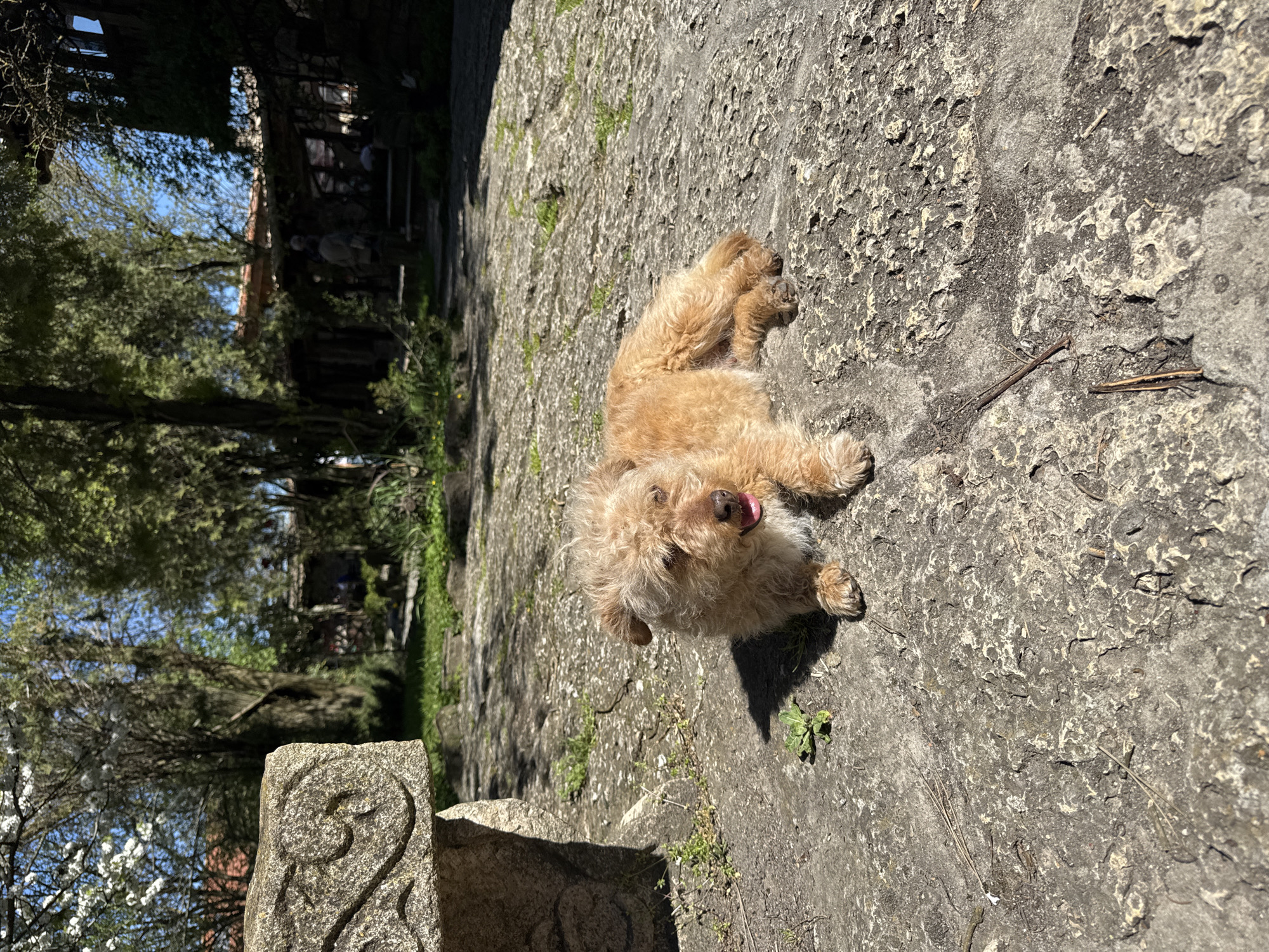A tan-colored dog with curly fur is lying on a rough, uneven stone surface. The dog has its tongue slightly out. The stone surface appears to be part of a walkway or wall. In the background, there is greenery including trees and some blooming white flowers, as well as a glimpse of a building structure. A carved stone post is visible in the bottom left corner of the frame. The scene is outdoors with sunlight.