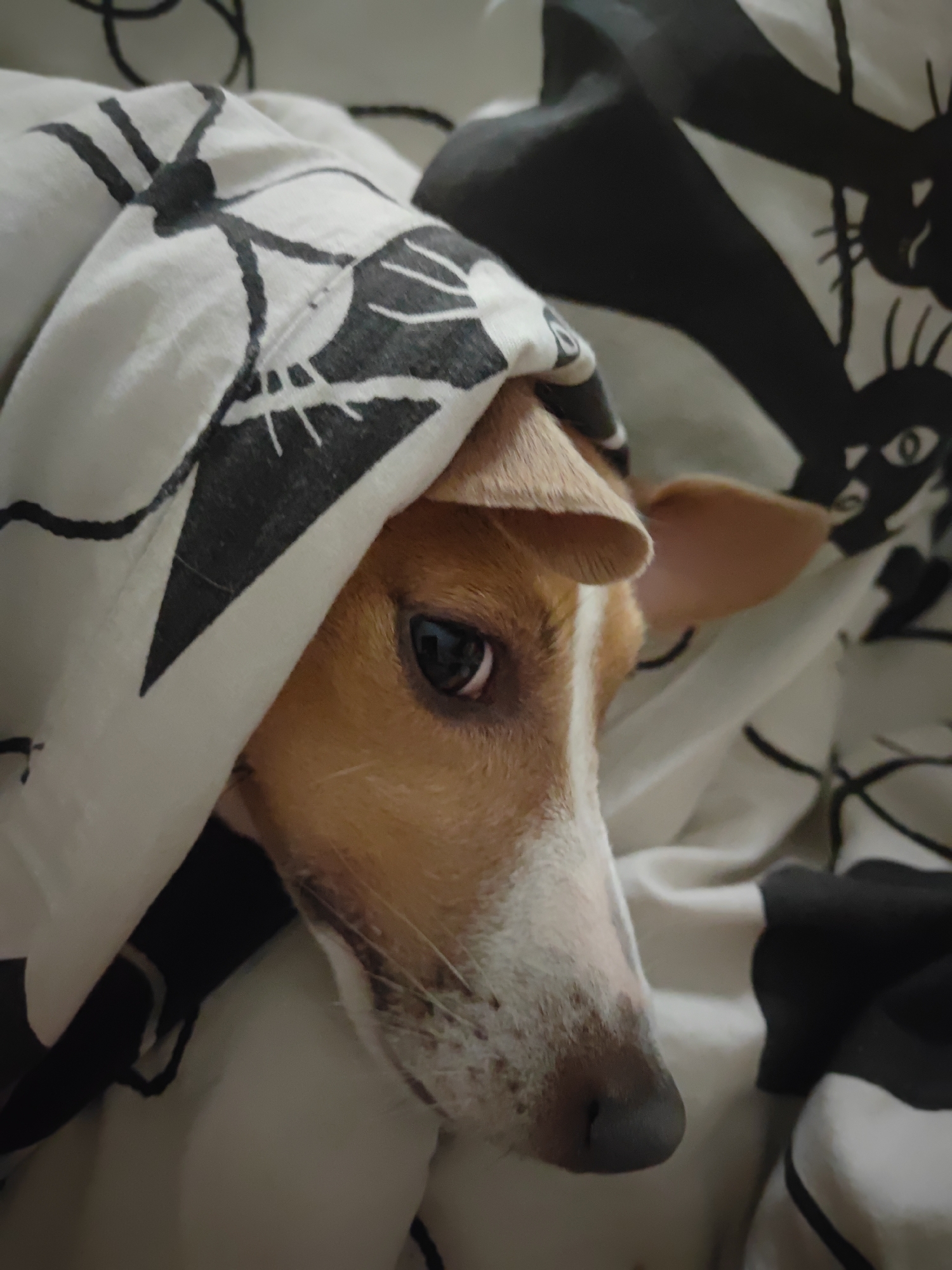 A close-up shot shows a small dog, possibly a terrier mix, peeking out from under a black and white patterned blanket. The dog has tan and white fur, with dark eyes and floppy ears. The blanket appears to be on a bed, with soft lighting. The image is focused on the dog's face and the folds of the blanket. There is no information in the image to suggest it is located in Krasnodar, Russia.