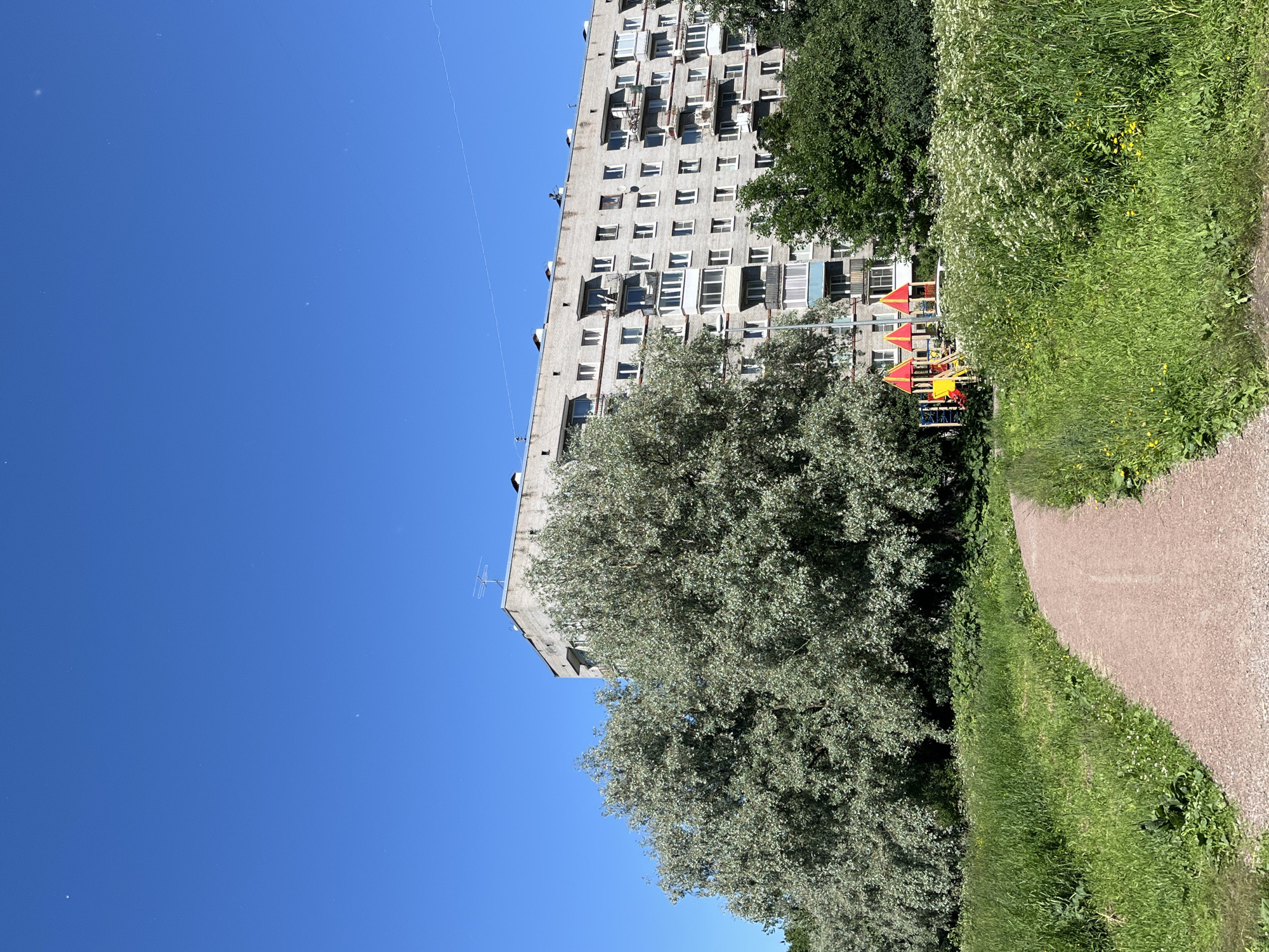 A gravel path curves through a green, grassy area with some wildflowers. To the left of the path are two large, leafy trees with silvery-green foliage. In the background, a multi-story, concrete apartment building stands under a clear blue sky. A small playground with red and yellow structures is visible between the trees and the building. The image appears to be taken on a sunny day, possibly in a residential area of Saint Petersburg, Russia.