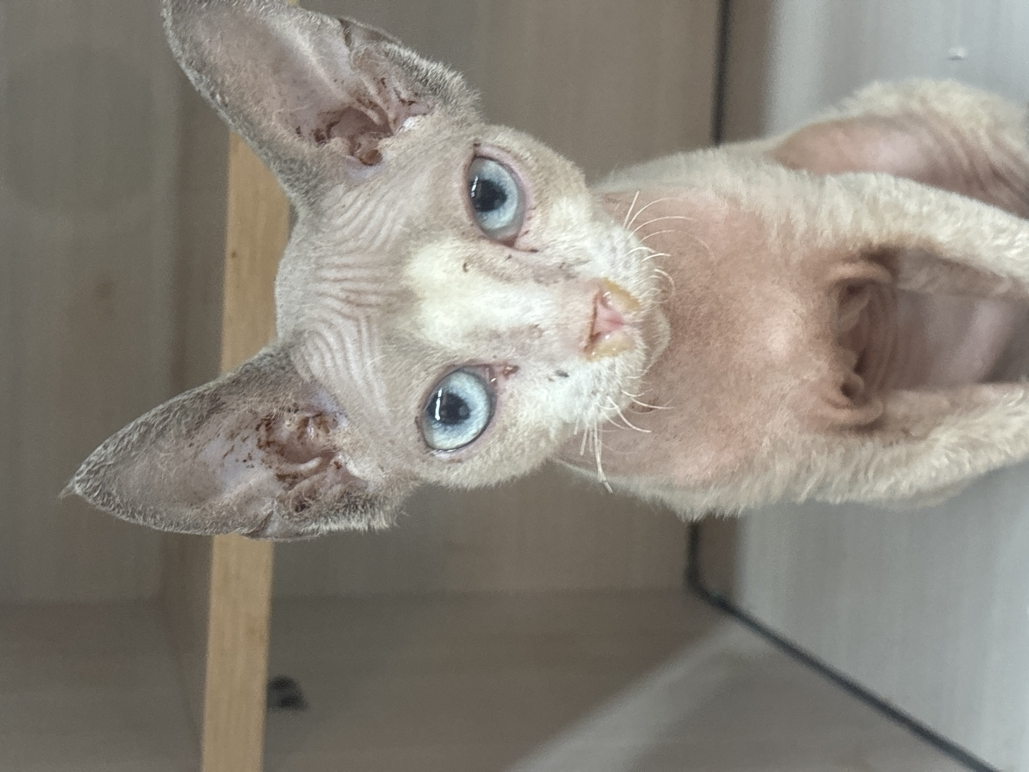 A close-up, eye-level, medium shot captures a light-colored, hairless cat with large ears and bright blue eyes. The cat's skin is wrinkled, and its body is partially visible. The background consists of a light-colored wall with a wooden shelf. The setting appears to be indoors, possibly a room in the city of Tianya District, China.