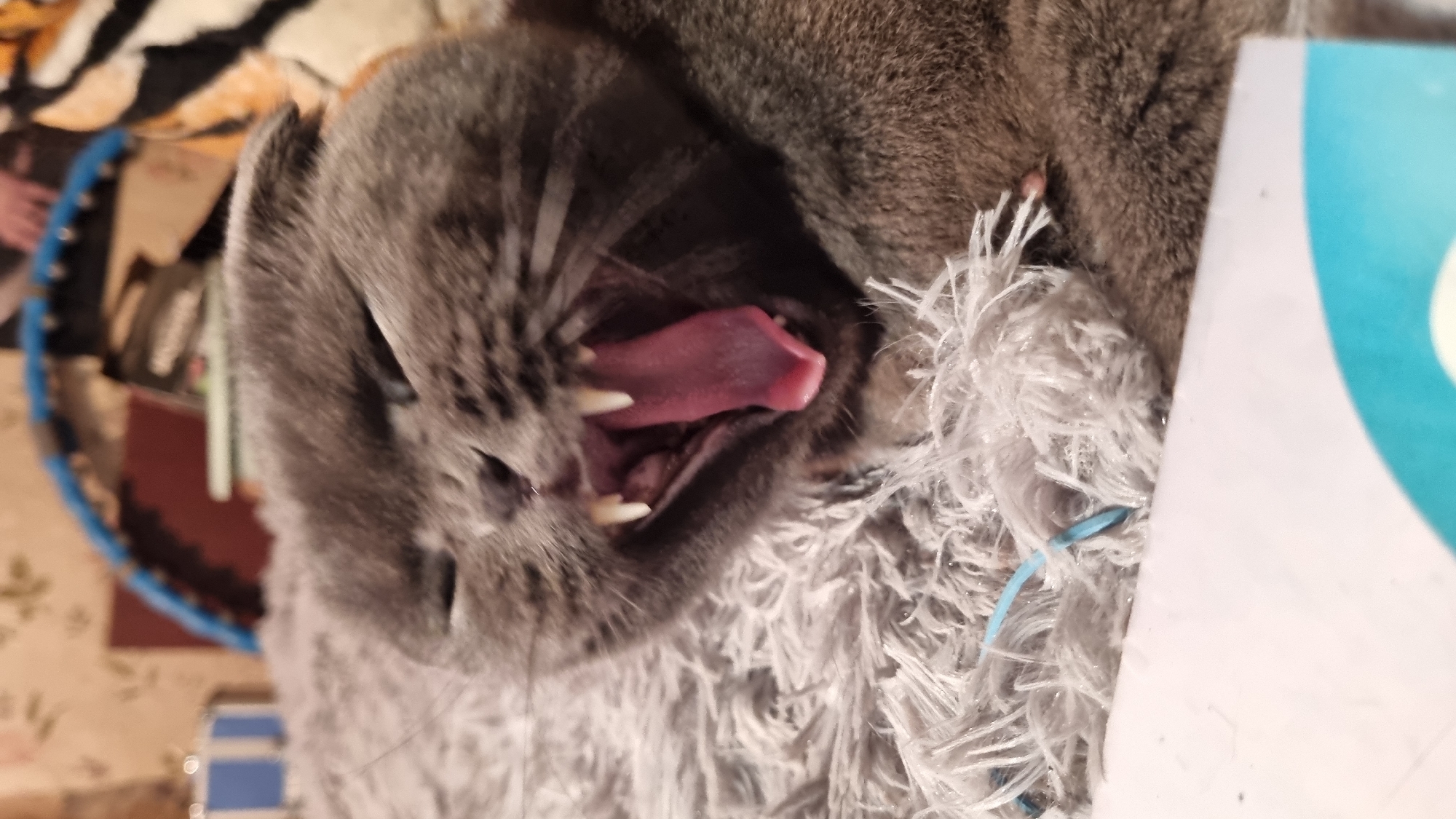 A gray cat is yawning widely while lying on a fluffy gray rug. The cat's mouth is open, revealing its pink tongue and sharp white teeth. In the background, there is a blue hula hoop, a red object, and a person's hand visible. The scene is indoors, with a patterned wallpaper on the wall. There are no visible signs of the city of Vysokoe, Russia.