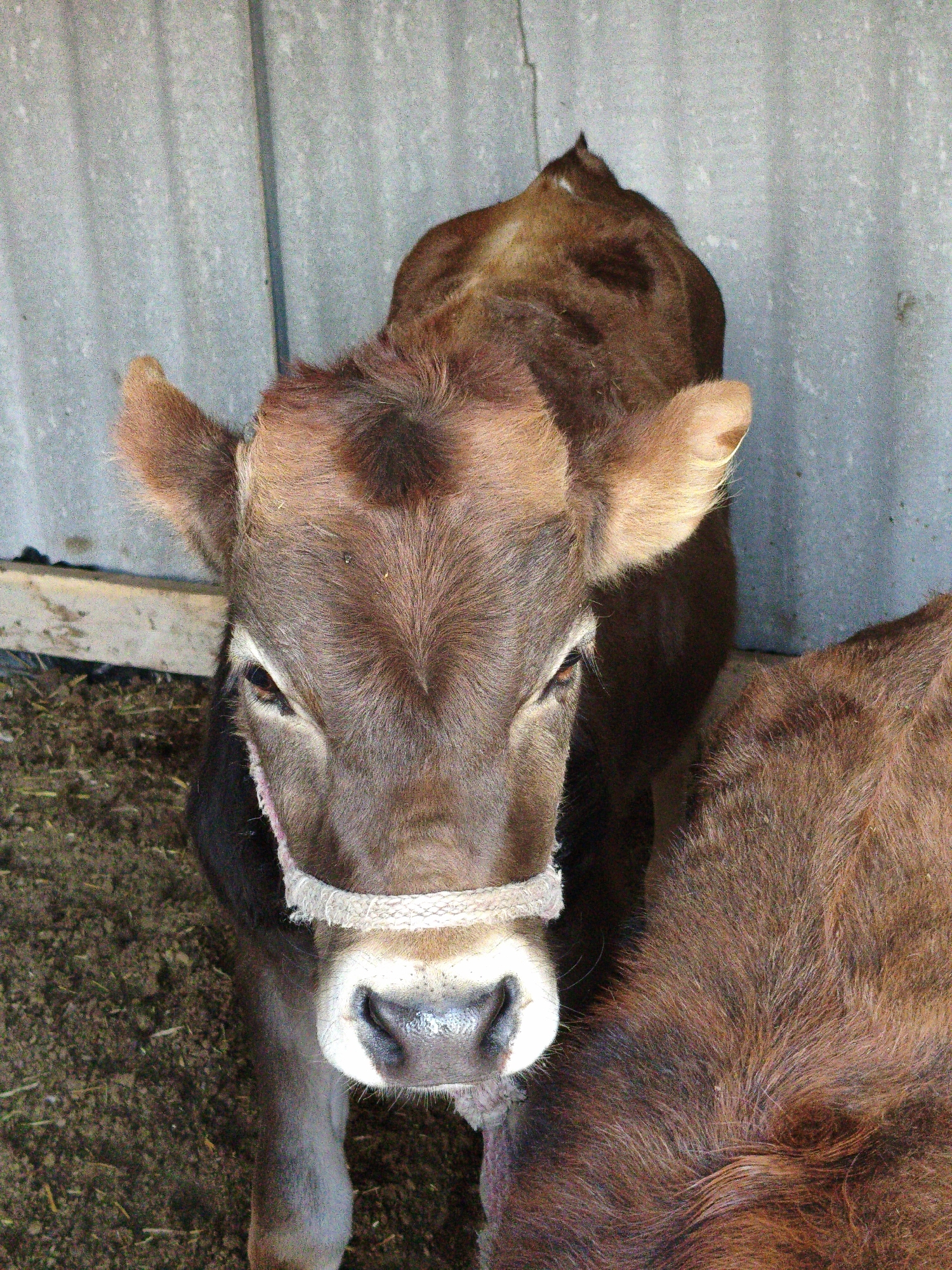 An overhead shot shows two brown calves inside a structure with corrugated metal walls. The calf in the foreground is facing forward and looking at the camera, with a white halter around its nose and forehead. The calf's ears are perked up, and its eyes are dark brown. The calf on the right is mostly out of frame, with only its back visible. The ground is covered in dirt and straw.