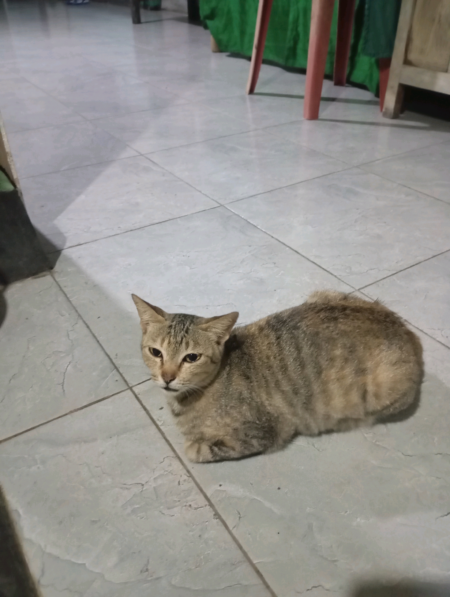 A short-haired tabby cat with brown and black stripes is resting on a tiled floor. The cat is curled up, with its paws tucked underneath its body. Its head is slightly raised, and it is looking towards the camera with its yellow eyes. The floor is made of light gray tiles with a slight pattern. In the background, parts of red chair legs and a green curtain are visible, suggesting an indoor setting. This scene could be within a home or a public space in Ketapang, Indonesia.
