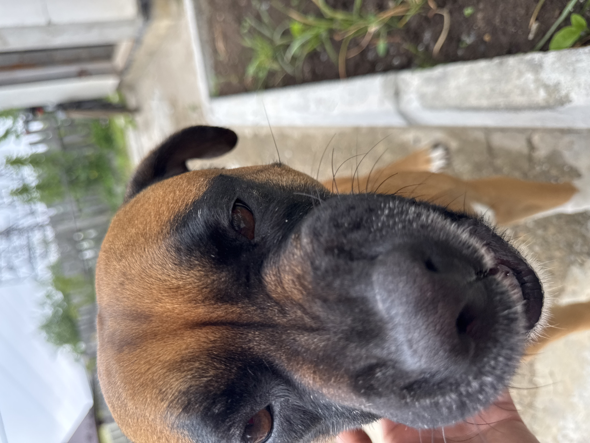 A close-up shot of a brown and black boxer dog's face is featured in the foreground. The dog's snout fills the majority of the frame, with its dark eyes visible. A hand is gently touching the dog's cheek on the left side of the image. The background is blurred, showing a rural or suburban outdoor setting. Elements visible in the background include a wooden fence, greenery, and a building. The sky is overcast. The specific location of Chaikovsky, Russia is not evident in the image itself.