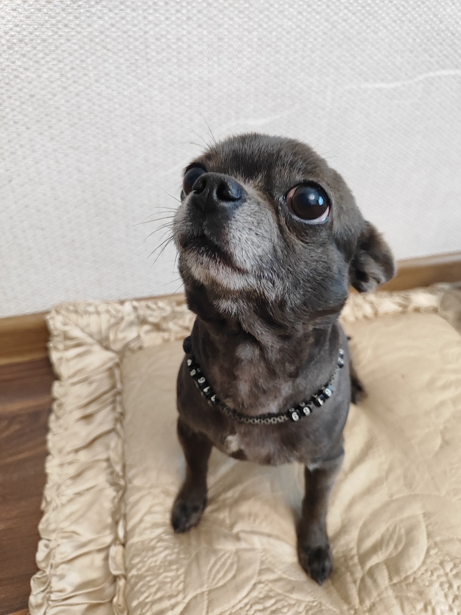 A small, dark-furred dog with large, dark eyes and a graying muzzle is sitting on a tufted, light-colored cushion. The dog is wearing a black collar with small, white letters and numbers on it, which appear to spell out "6196916". The dog is looking upwards and to the left with an alert expression. The background consists of a textured, light-colored wall and a wooden floor. The scene appears to be indoors, likely in a home. The lighting suggests it could be daytime, but no specific time is evident.