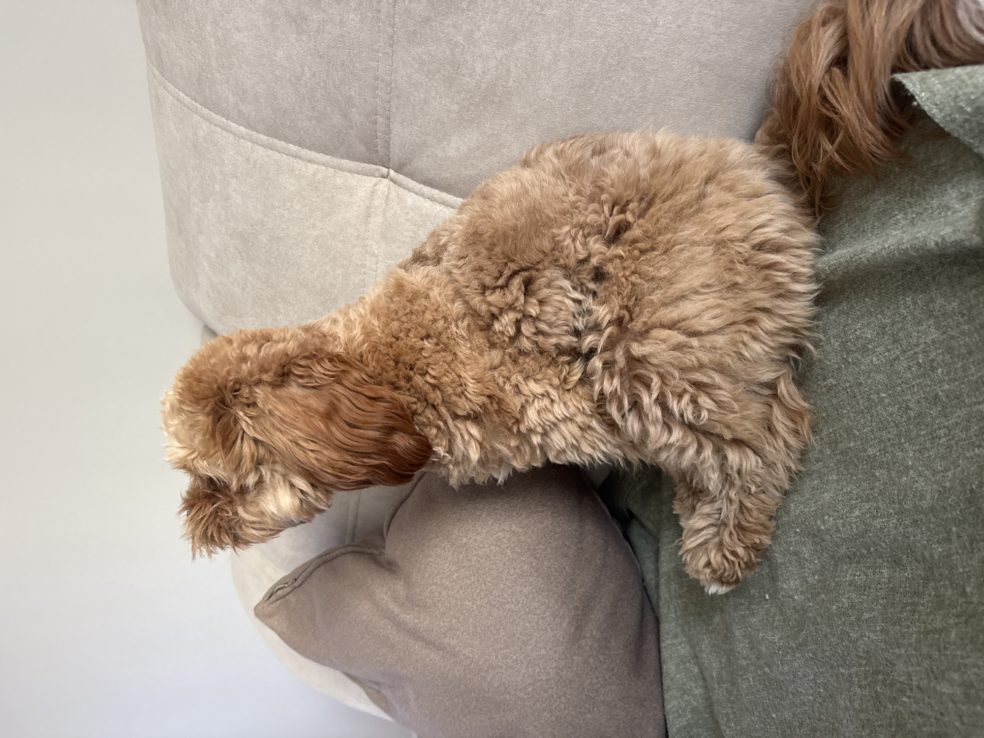A small, brown, curly-haired dog is perched on a beige and grey cushion atop a beige chair or couch. The dog appears to be resting its head on the cushion. Part of a green blanket or garment is also visible in the frame, near the dog's tail. The background is a plain white or light grey surface. The location is not discernible from the image.