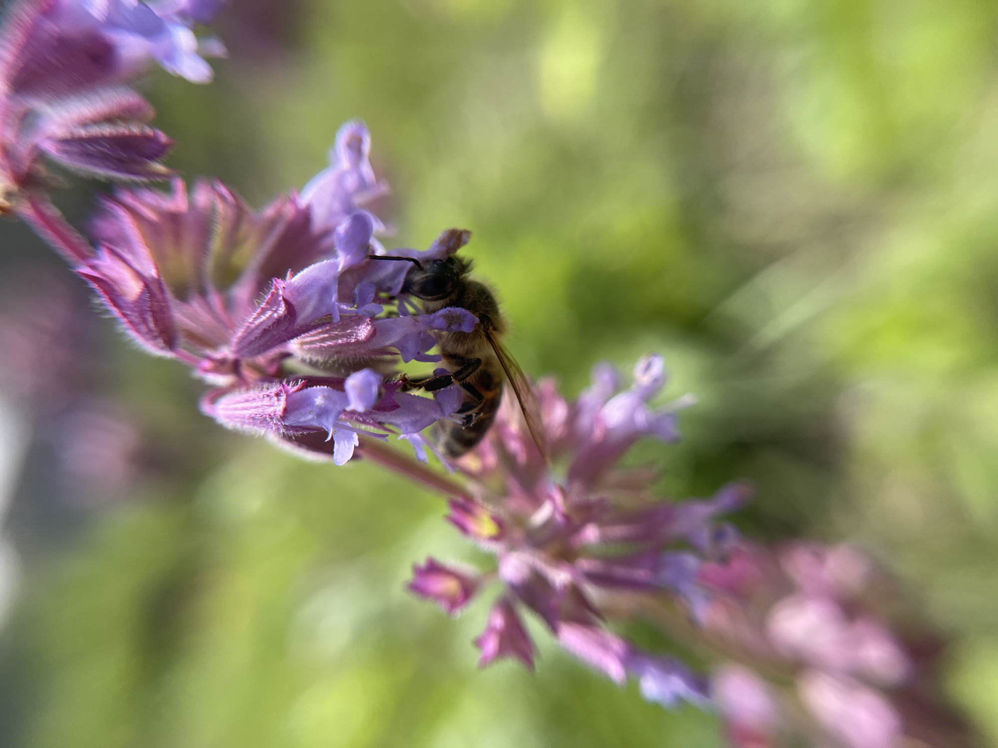 A close-up, vertical shot captures a honeybee clinging to a cluster of purple and pink tubular flowers. The bee is facing downwards, with its furry body and striped abdomen clearly visible. Its wings are slightly blurred, indicating movement. The flowers are delicate, with fuzzy sepals and small, light purple petals. The background is a soft, out-of-focus blur of green foliage, suggesting an outdoor, natural setting. The image appears to be a snapshot taken in Popasne, Ukraine, likely during a warm season when bees are active in pollination.