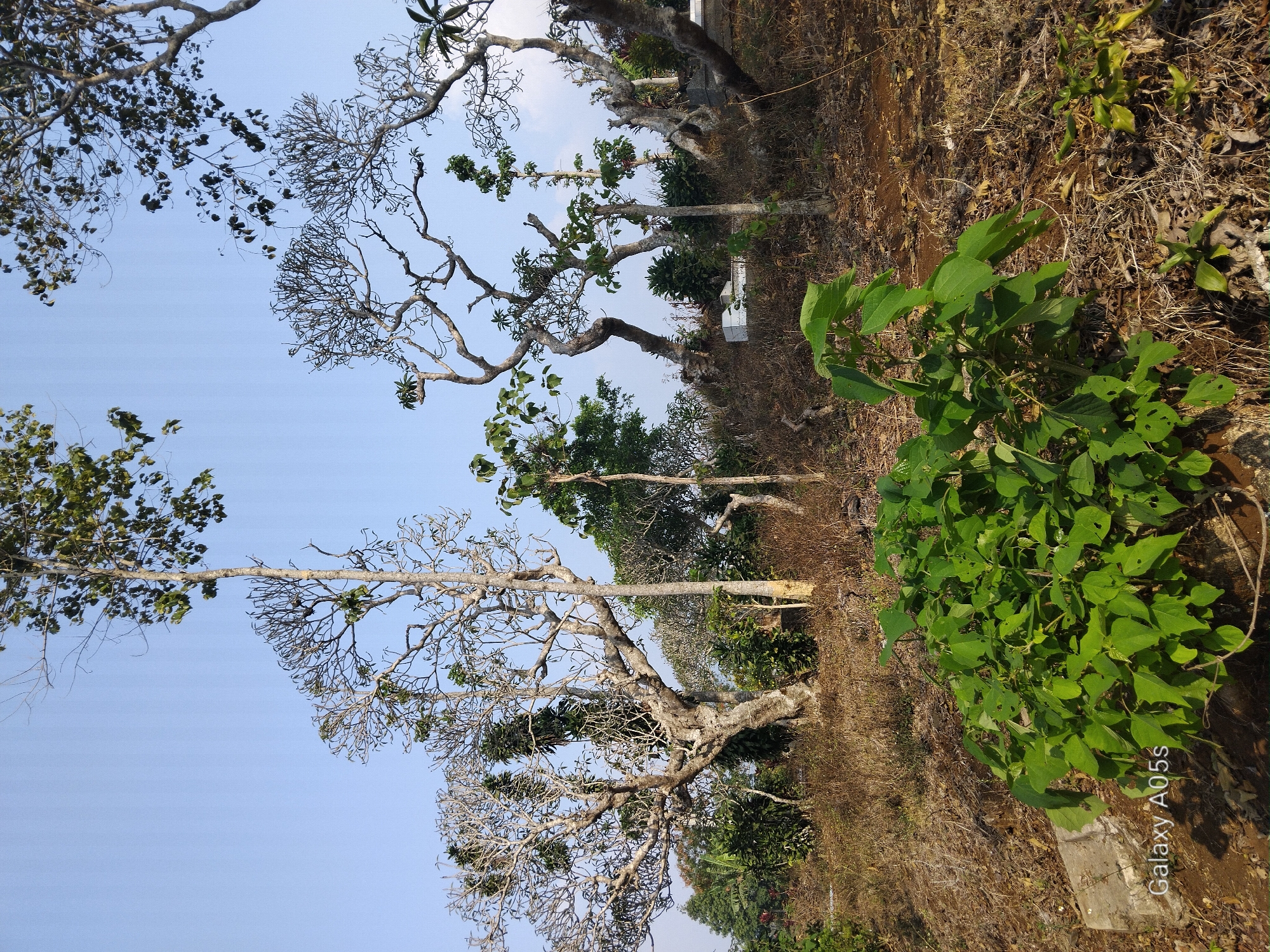The image depicts a dry, somewhat arid landscape with a clear blue sky. In the foreground, a bushy green plant with large leaves stands out against the dry, brown ground cover composed of grass and fallen leaves. Several trees with bare branches and some sparse foliage are scattered throughout the scene, some appearing quite aged with thick trunks. In the middle ground, a few small, green, leafy plants grow amongst the trees. Two white structures, possibly tombs or markers, are partially visible amidst the vegetation, suggesting the location might be a cemetery or a place with historical significance. The overall impression is one of a rural or semi-rural environment, possibly a hillside, under bright sunlight. The "Galaxy A05s" watermark in the bottom left corner indicates the image was taken with a Samsung Galaxy A05s mobile phone.