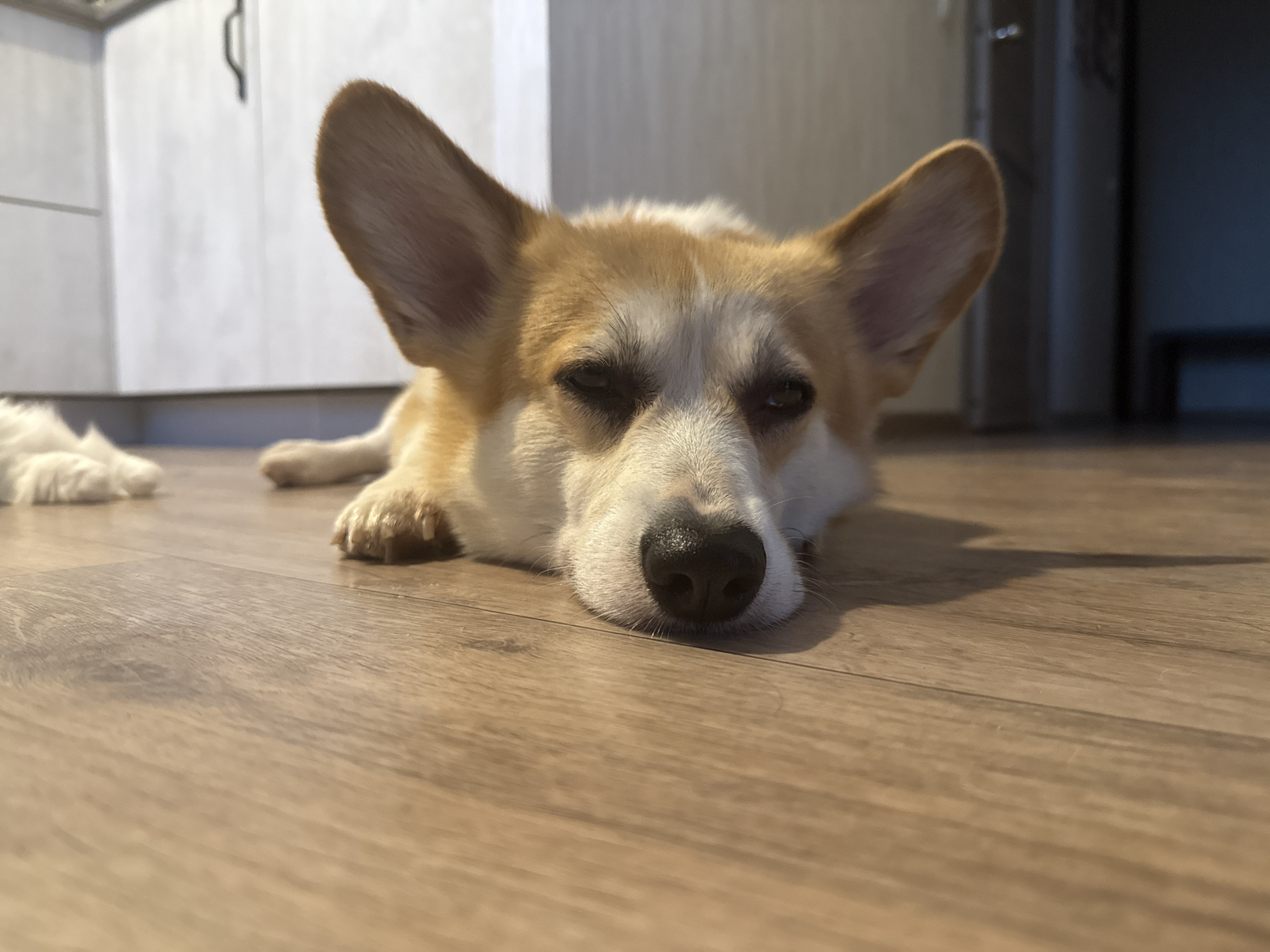 A corgi dog lies on a wooden floor. The dog is facing forward with its head resting on the floor and its eyes partially closed. The dog has tan and white fur. In the background, there are white cabinets and a dark doorway. There is a small amount of fur from another animal visible on the left side of the image. The scene appears to be indoors.