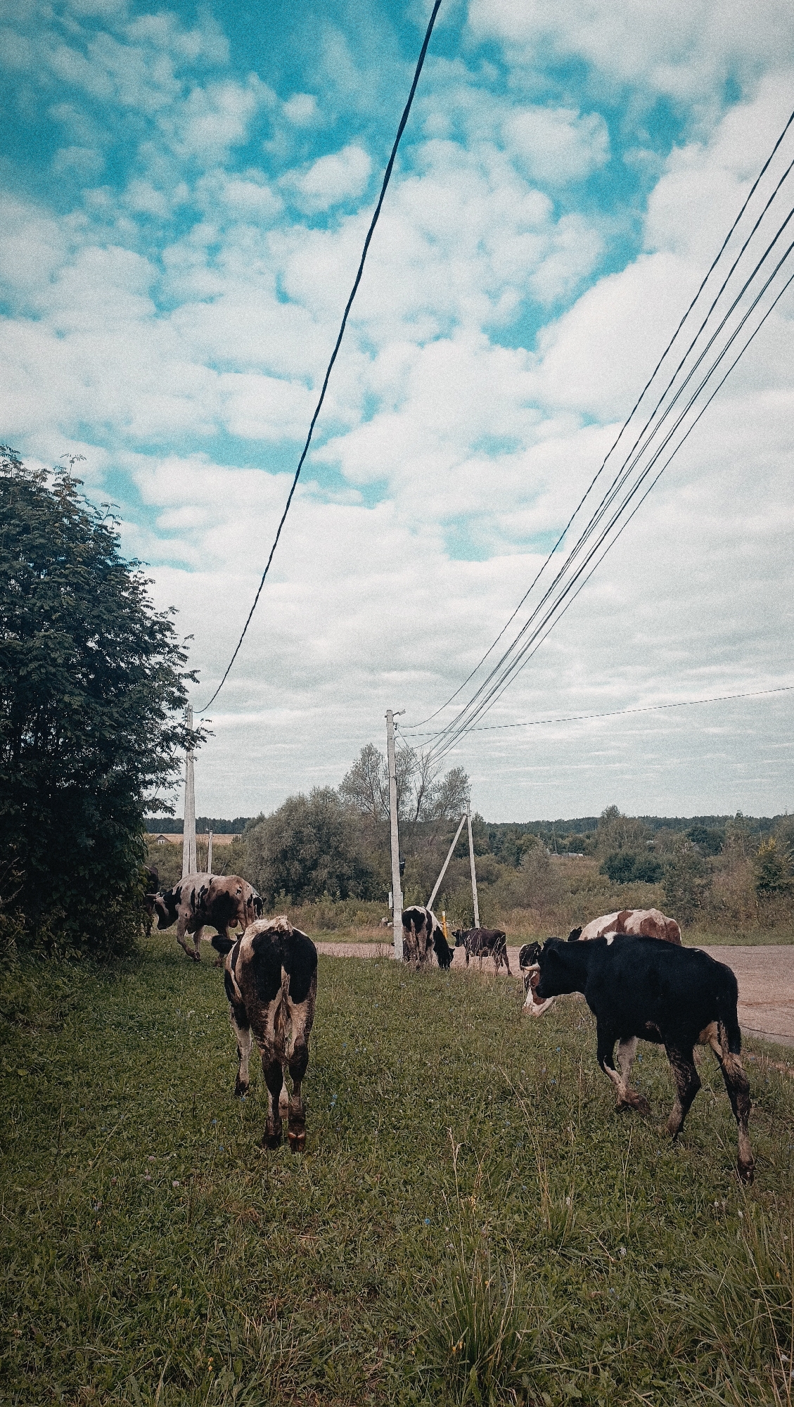 The image depicts a rural scene with several cows grazing in a grassy field under a cloudy blue sky. Power lines stretch across the upper portion of the frame, supported by utility poles. The landscape features trees and vegetation, suggesting an outdoor, natural setting. The presence of cows and the overall environment are consistent with rural areas, potentially including the city of Karsha, Russia, known for its agricultural surroundings.