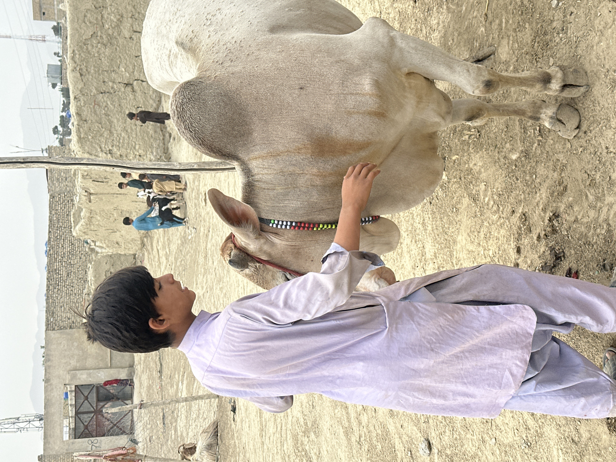 A medium, eye-level shot depicts a young boy in Quetta City Tehsil, Pakistan, standing next to a large, light-colored bull. The boy, wearing a light purple, loose-fitting garment, is looking upwards and reaching out with his right hand towards the bull's head. The bull, adorned with a colorful beaded collar, has its head lowered. The ground is dusty and uneven. In the background are low-rise buildings made of brick or mud, with people gathered in the distance.