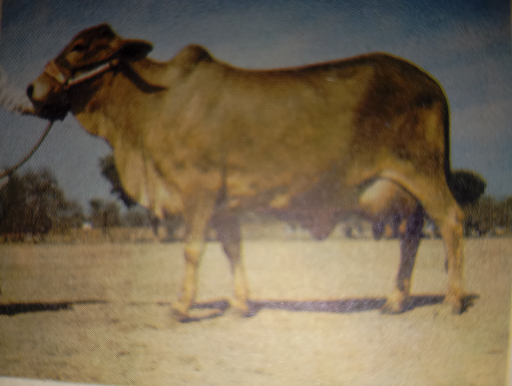 A brown cow stands in a field under a blue sky. The cow is wearing a halter and is facing to the left of the image. The field is dirt and appears to be dry. There are some trees in the background. The image is grainy and out of focus. There are no people or other animals visible in the image. The location of Hakale, Pakistan is not evident from the image.