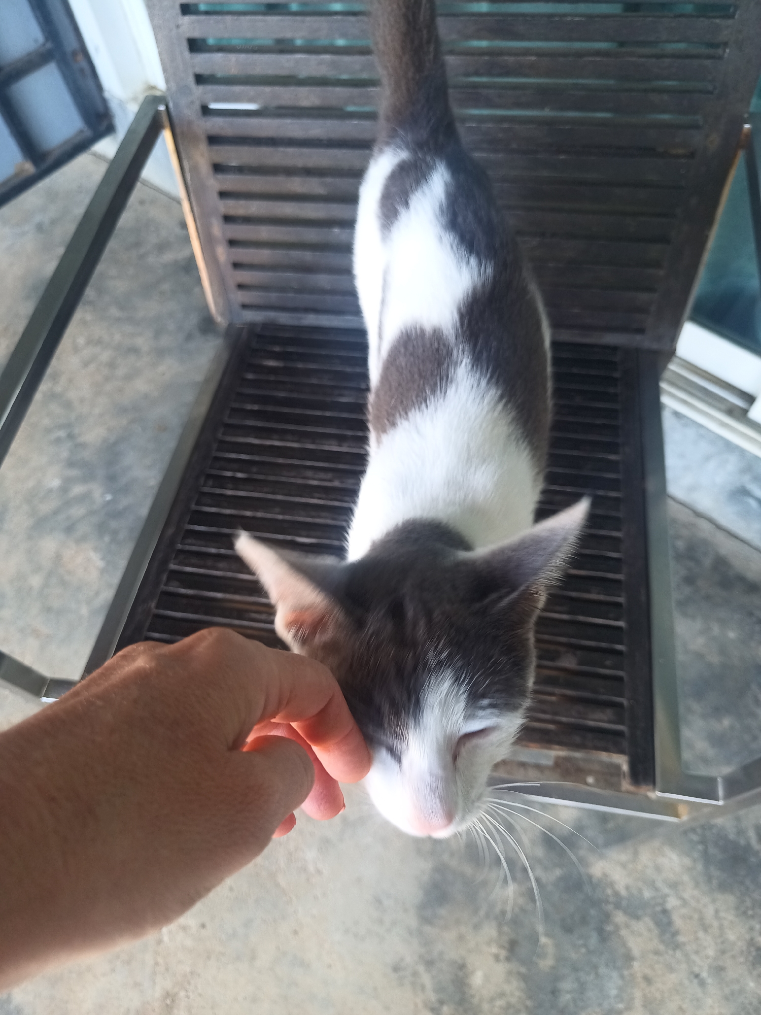 A gray and white cat with eyes partially closed stands on a dark brown wooden chair with a metal frame. A fair-skinned hand reaches up to pet the cat's head. The location is Ban Tak Daet, Thailand. A concrete floor is visible underneath the chair. A metal-framed object is partially visible in the upper left of the frame. A white-framed object is visible at the top right of the frame.