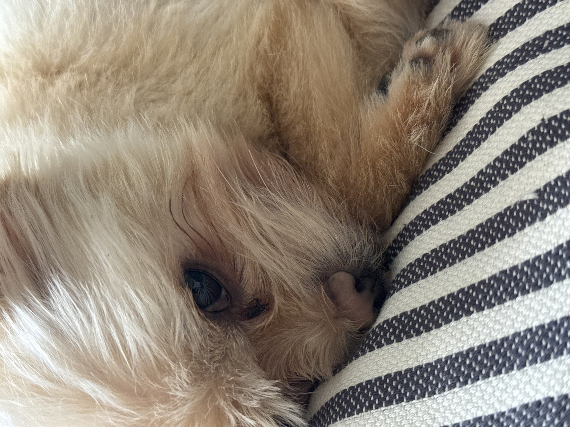 A close-up shot shows a small, light-colored dog nestled on a striped cushion. The dog is curled up, with one eye visible. Its fur is a light beige color, appearing soft and fluffy. The cushion has alternating dark and light stripes. No specific details indicate the location as Chaikovsky, Russia.
