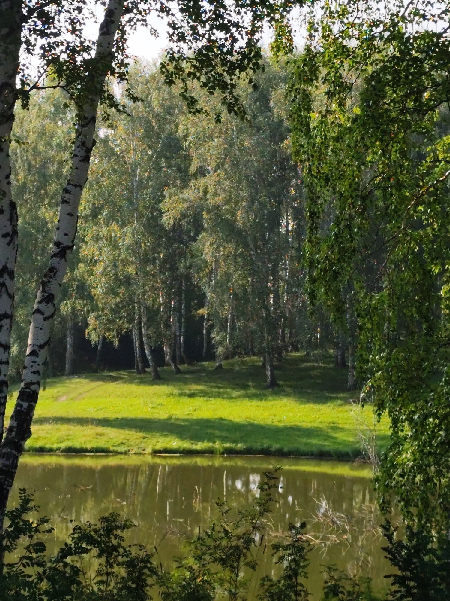 This is a photograph of a natural landscape, likely a park or forest area, with a body of water in the foreground. In the foreground, on the left side, are two birch trees with their distinctive white and black bark. Their branches and green leaves are visible, with some light filtering through. The water in the foreground reflects the trees and foliage.
Beyond the trees and water, there is a gently sloping grassy area, vibrant green, with some dappled sunlight and shadows. Further in the background, a dense forest of birch and other deciduous trees is visible, their leaves in various shades of green and yellow, suggesting it might be late summer or early autumn. The overall impression is of a serene and natural environment. The location is identified as within the city of Barlaksky, Russia.