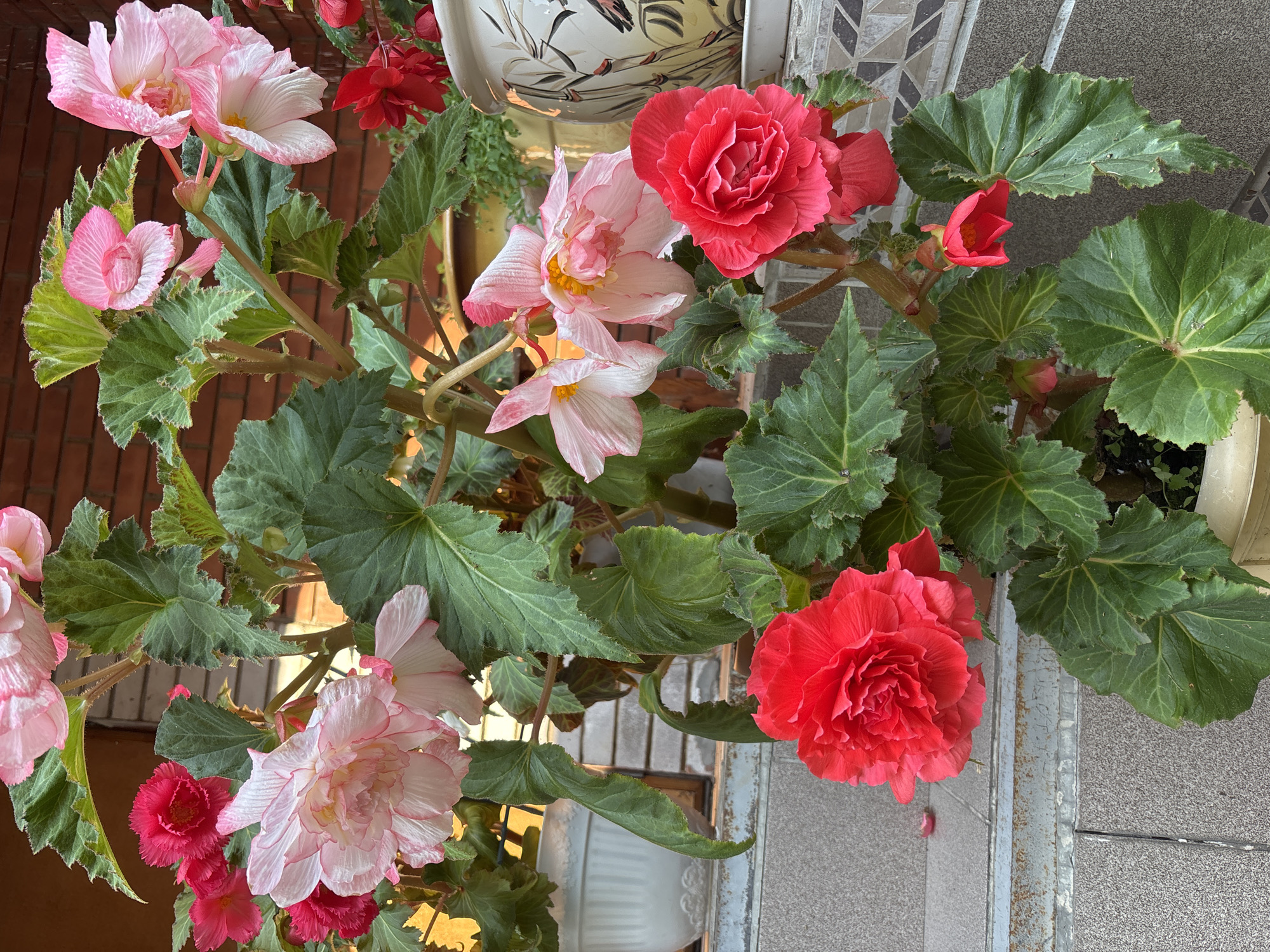This image depicts a close-up view of a potted begonia plant with vibrant pink and red flowers and large, textured green leaves. The plant is situated outdoors on a textured gray tiled surface, possibly a balcony or patio. In the background, a brick wall is visible, and to the right, a decorative pot with a bamboo motif is present. The lighting suggests it is daytime. The scene is located in the city of Кордово, Russia.