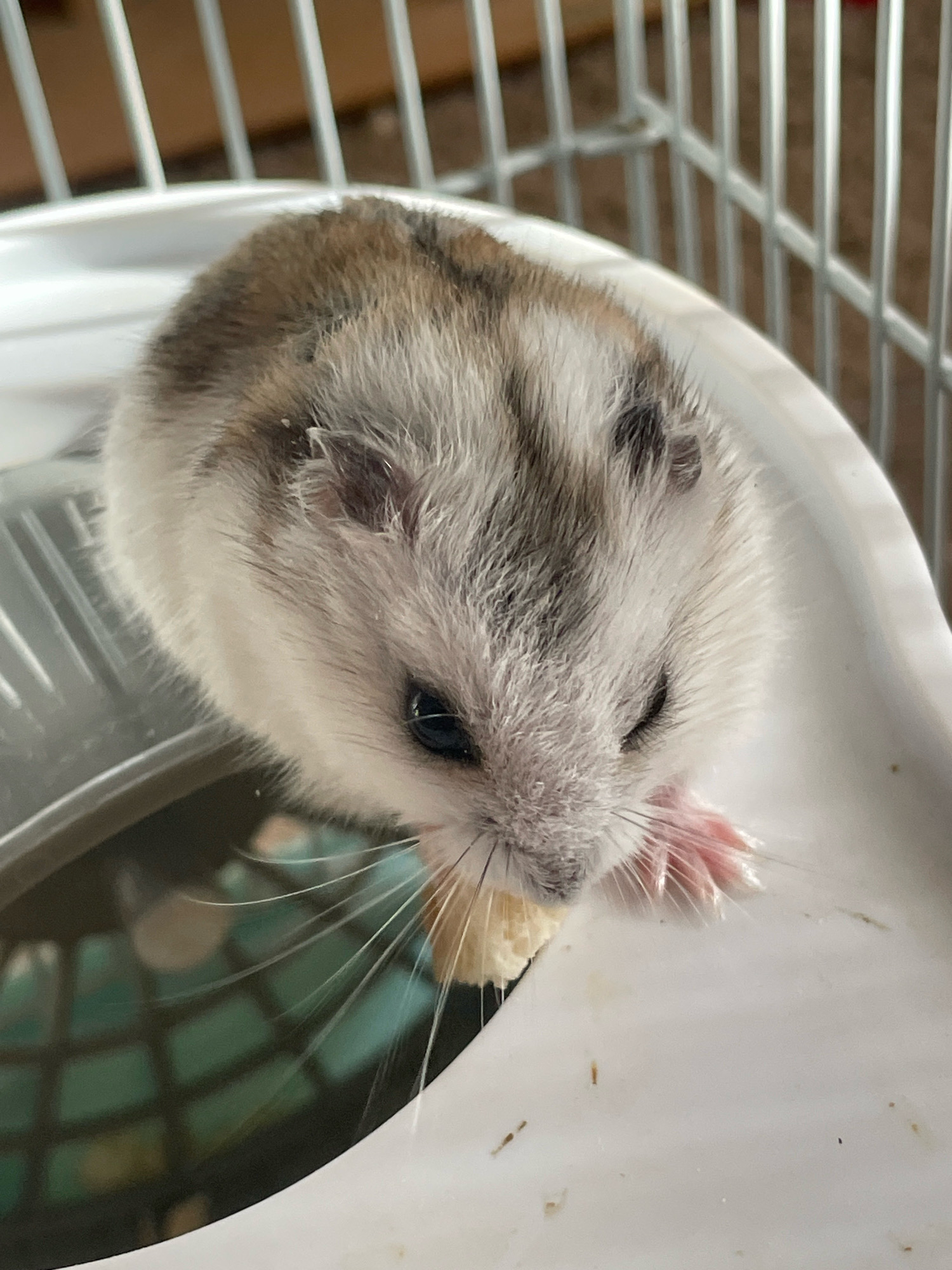 A dwarf hamster with grey and white fur is in a white plastic habitat. The hamster is nibbling on a piece of food with its front paws. The habitat appears to be a cage, with metal bars visible in the background. The environment suggests an indoor setting, possibly a room in a residential area. There are no people or any indication of the specific location within Baranovka, Russia.