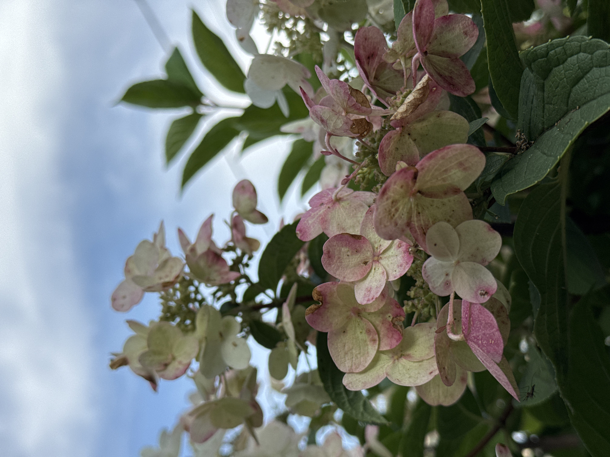 The image shows a close-up of a cluster of hydrangeas with a sky and leaves in the background. Some of the hydrangea petals are white and green, while others have pink tinges. A small insect is visible on a leaf in the lower left corner of the image. The sky is cloudy and blue. The leaves are dark green. There are no people or buildings visible. The location in Prokopyevsk, Russia is not specified.