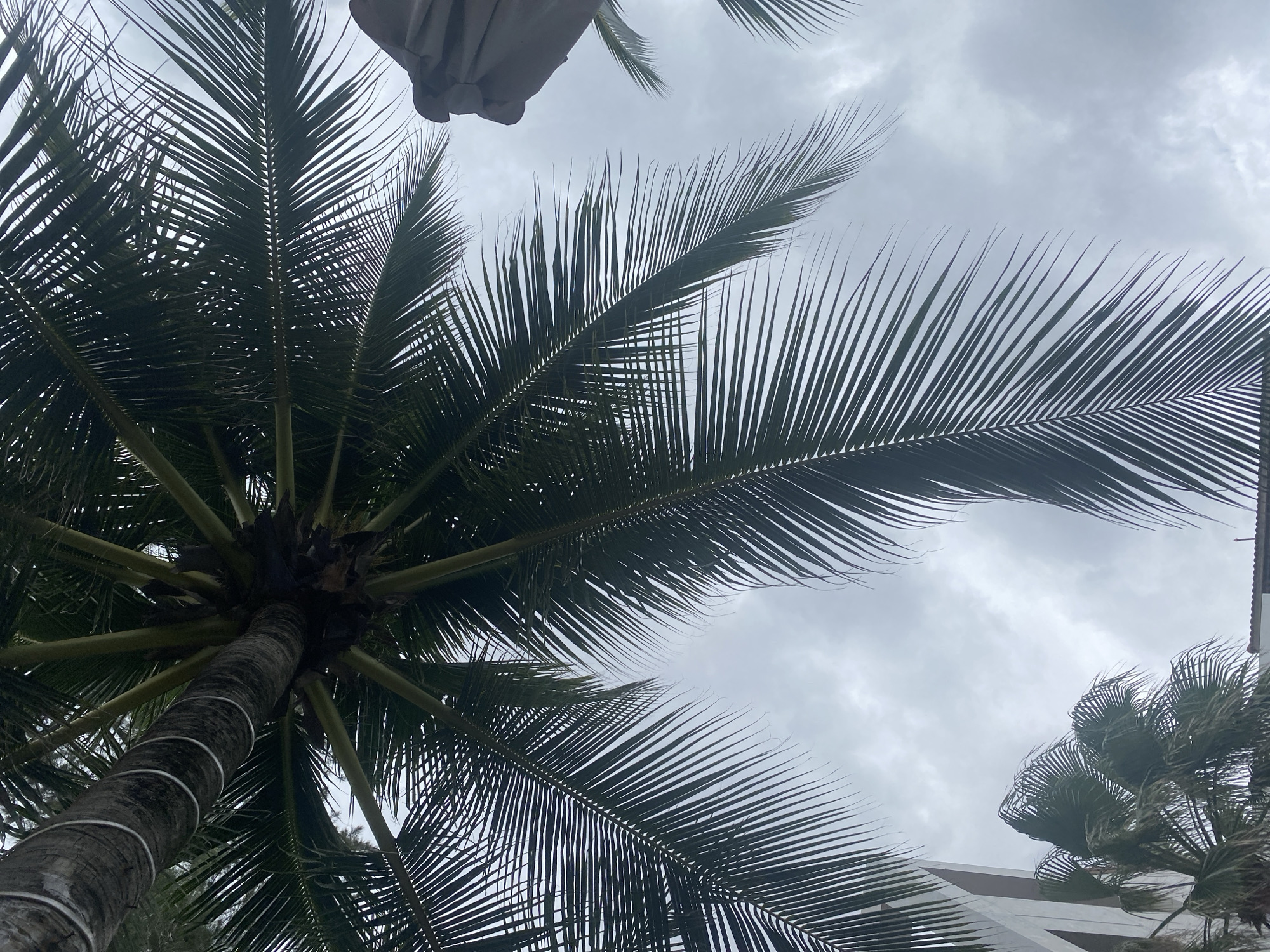 This is a low-angle, full shot of palm trees against a cloudy sky. The fronds of the palm trees dominate the foreground and midground, with the trunks visible in the upper left and lower left. In the upper right, part of a light brown umbrella or awning is visible. The lower left shows a sliver of a modern building with angular architecture. The bottom edge of the image reveals the top of a reddish-brown tiled roof. There are no people visible in the scene. The overall lighting suggests an overcast day. The scene is characteristic of a tropical resort area, potentially in Mũi Né, Vietnam, given the presence of palm trees and resort-style architecture.