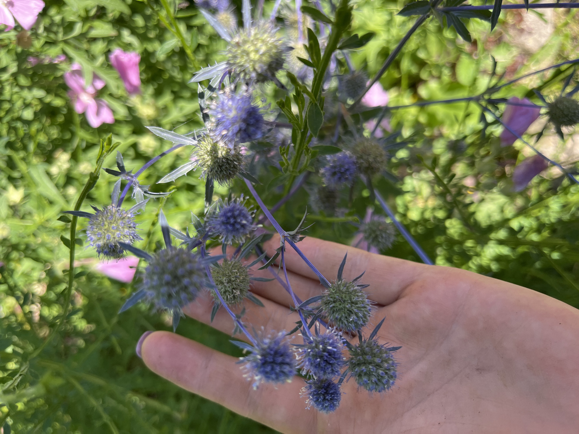 A human hand is holding a sprig of blue thistle flowers in an outdoor setting. The background is blurred, showing green foliage and some pink flowers. The thistle flowers are spherical with spiky petals and are various shades of blue and green. The hand is lightly colored and appears to have clean fingernails. The scene is well-lit, suggesting it was taken during the day. The image has a shallow depth of field, focusing on the flowers and the hand. The location in Дунілавіцкі сельскі Савет, Belarus, is noted, suggesting this is likely a natural or garden environment within that region.