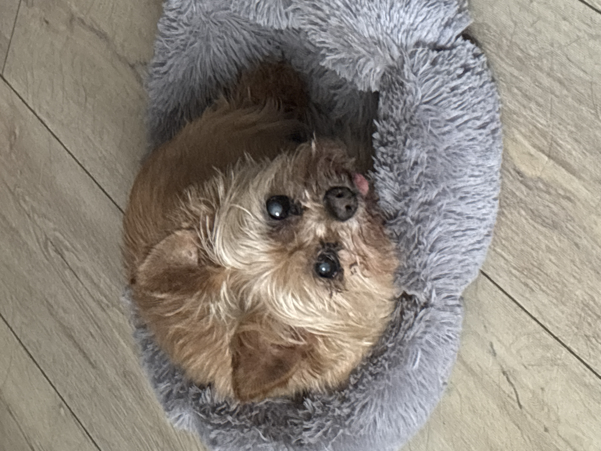 A small, tan Yorkshire Terrier is curled up in a round, gray, plush dog bed. The dog is lying on its side with its head resting on its paws, looking directly at the camera with its tongue slightly out. The dog bed is placed on a light-colored wooden floor, with visible grain and lines from the planks. The lighting appears to be natural and from above, casting subtle shadows.