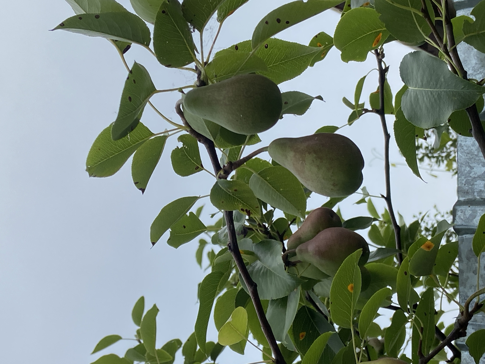 This is a close-up, eye-level, vertical outdoor shot of several green pears growing on a tree branch. The pears are of varying sizes and shades of green, with some showing hints of red blush. The leaves of the tree are a vibrant green, and some have small brown spots. The sky in the background is overcast and a pale blue-gray color. The scene is devoid of human presence and activity. A metal fence can be seen at the bottom of the frame.