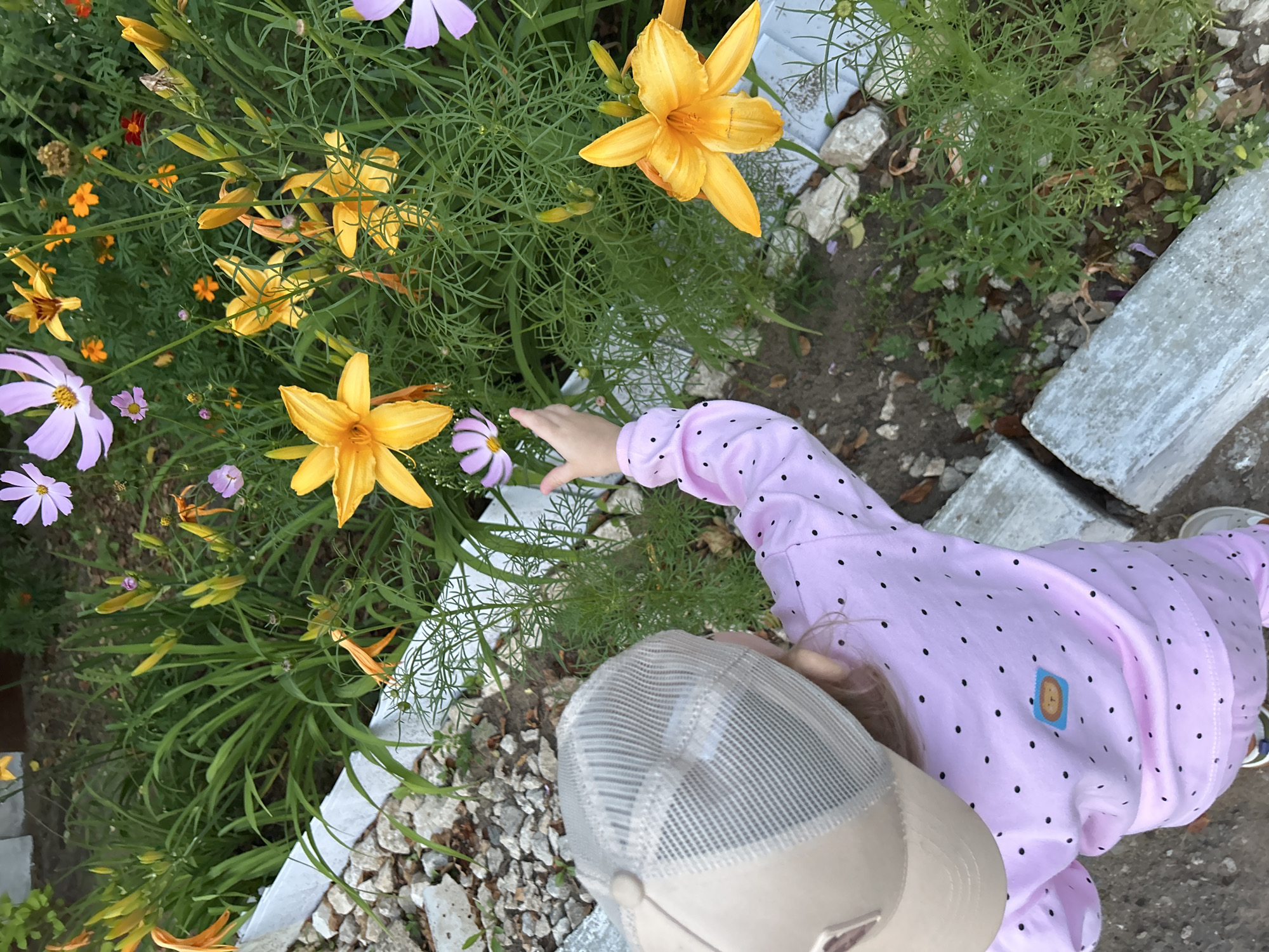 A high-angle, eye-level shot captures a young child, seen from the back and right, reaching out towards a flower garden. The child is wearing a light pink long-sleeved shirt and pants, both adorned with small black polka dots. A tan baseball cap with a mesh back covers their head. The child's right hand is extended towards a cluster of orange and yellow lilies and purple cosmos flowers. The garden is situated in a residential area, indicated by the presence of concrete landscaping borders and loose gravel. The overall scene suggests an outdoor setting in a city, possibly Noviy, Russia, given the context.